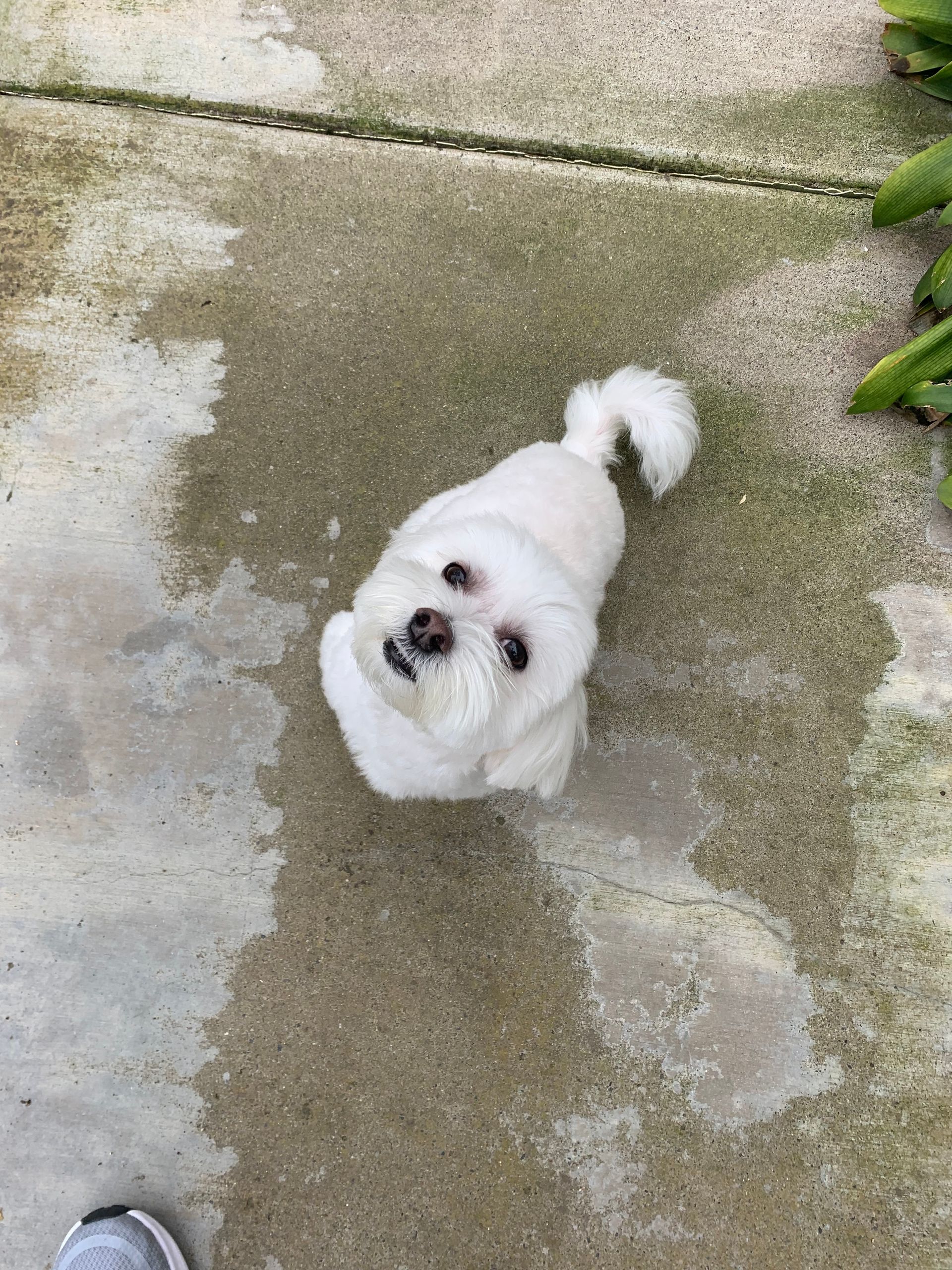 White dog sitting on wet pavement, looking up with a slightly curious expression.