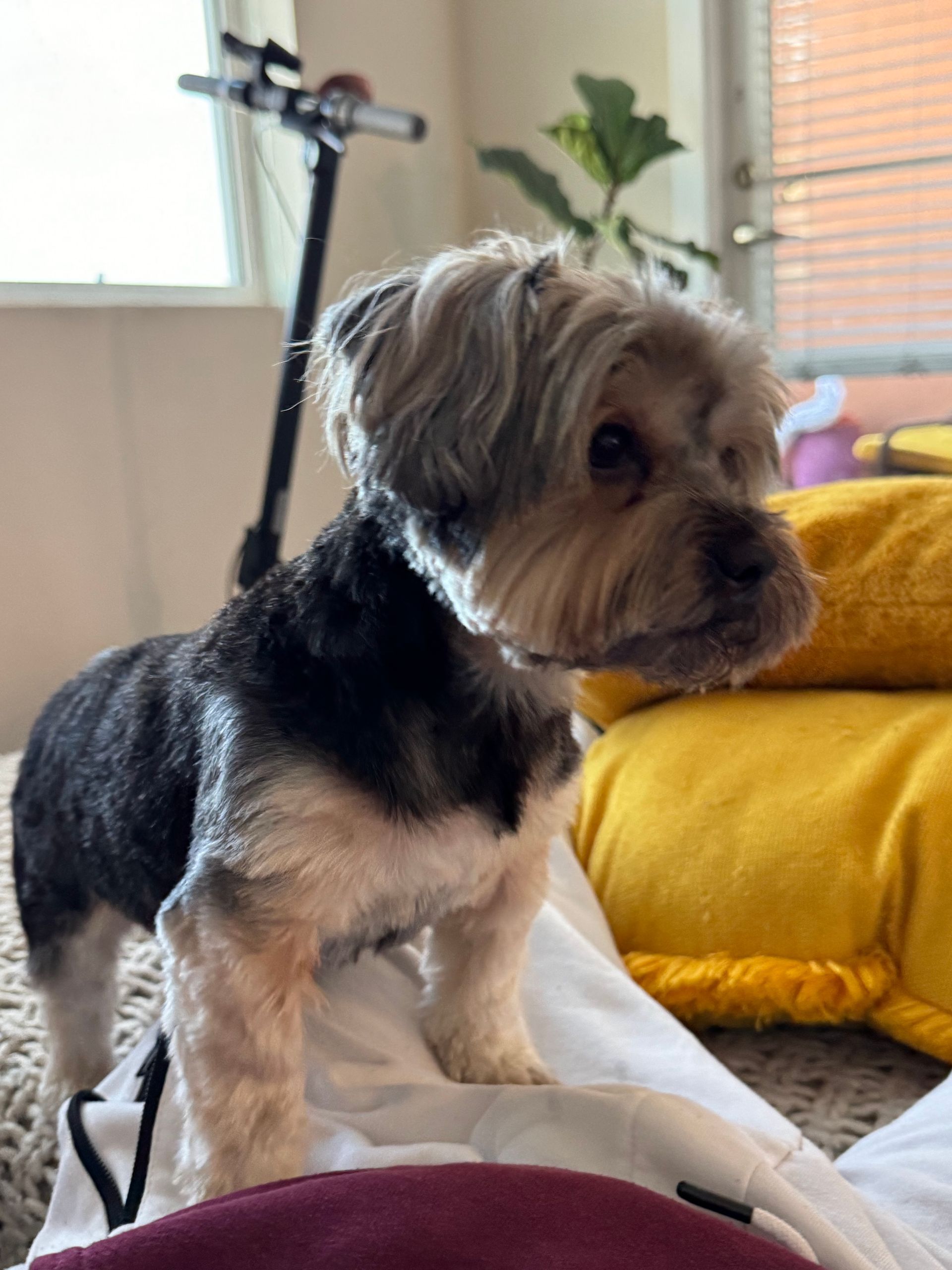 Small, tricolor dog with short fur, standing on a bed; scooter and pillows in background.