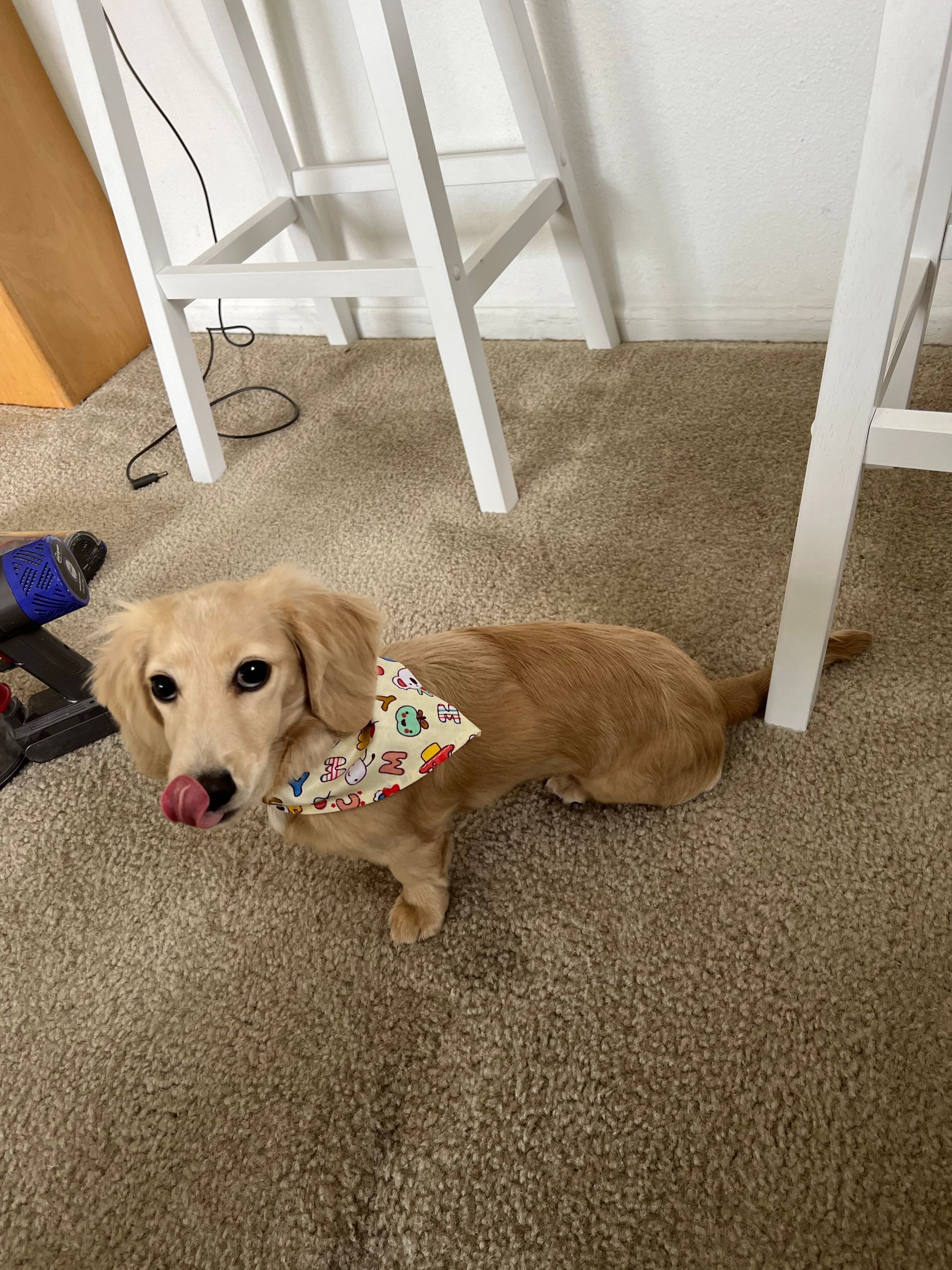 Tan dachshund wearing a bandana licks its nose while sitting on a brown carpet near white chairs.
