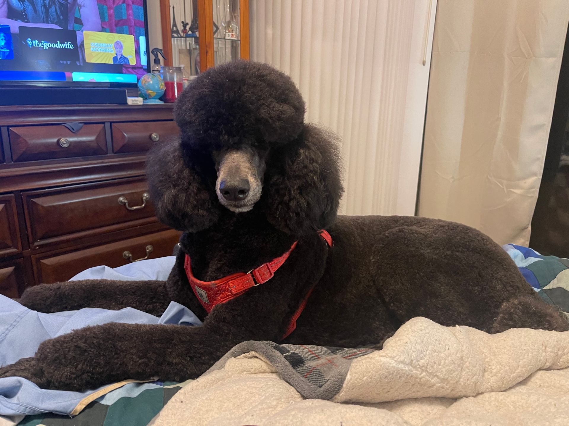 Black standard poodle with a red harness lying on a bed, looking at the camera.