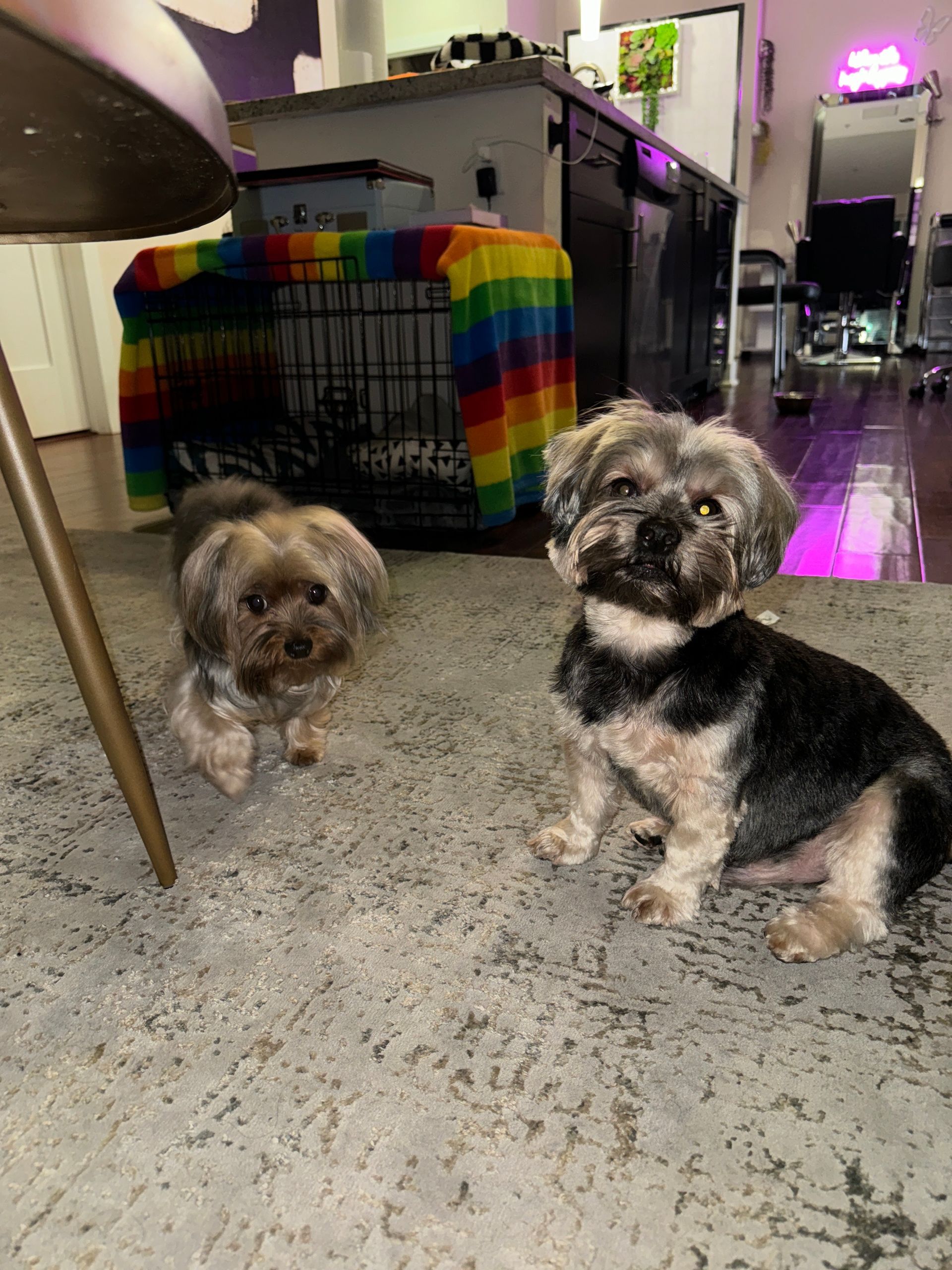 Two small dogs on a rug, one seated, one standing. Rainbow dog crate in the background.