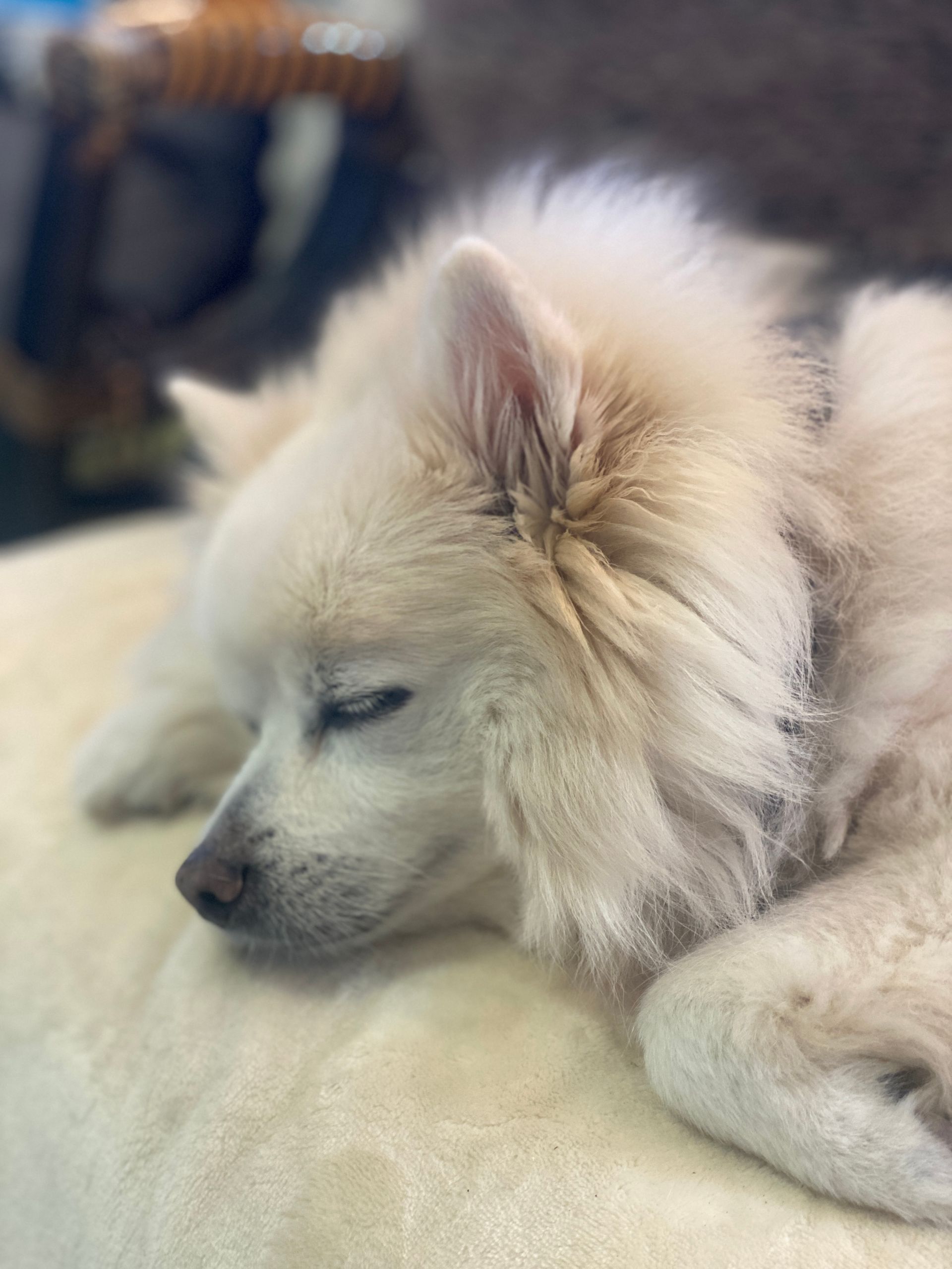 White fluffy dog resting, eyes closed, on a light-colored cushion.