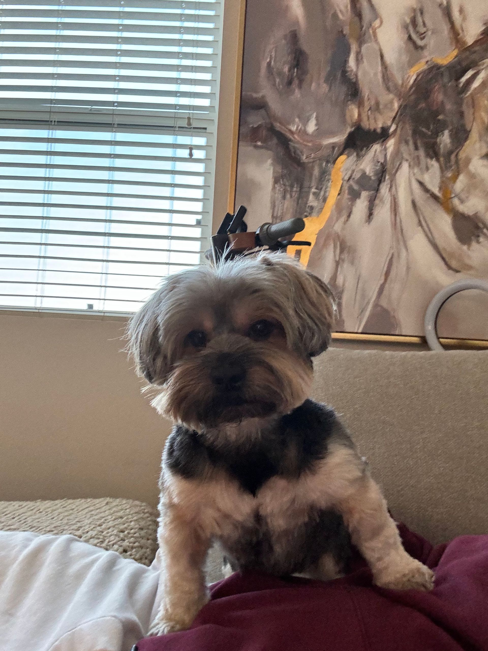 Small fluffy dog sitting on a couch, looking forward; window and painting in background.