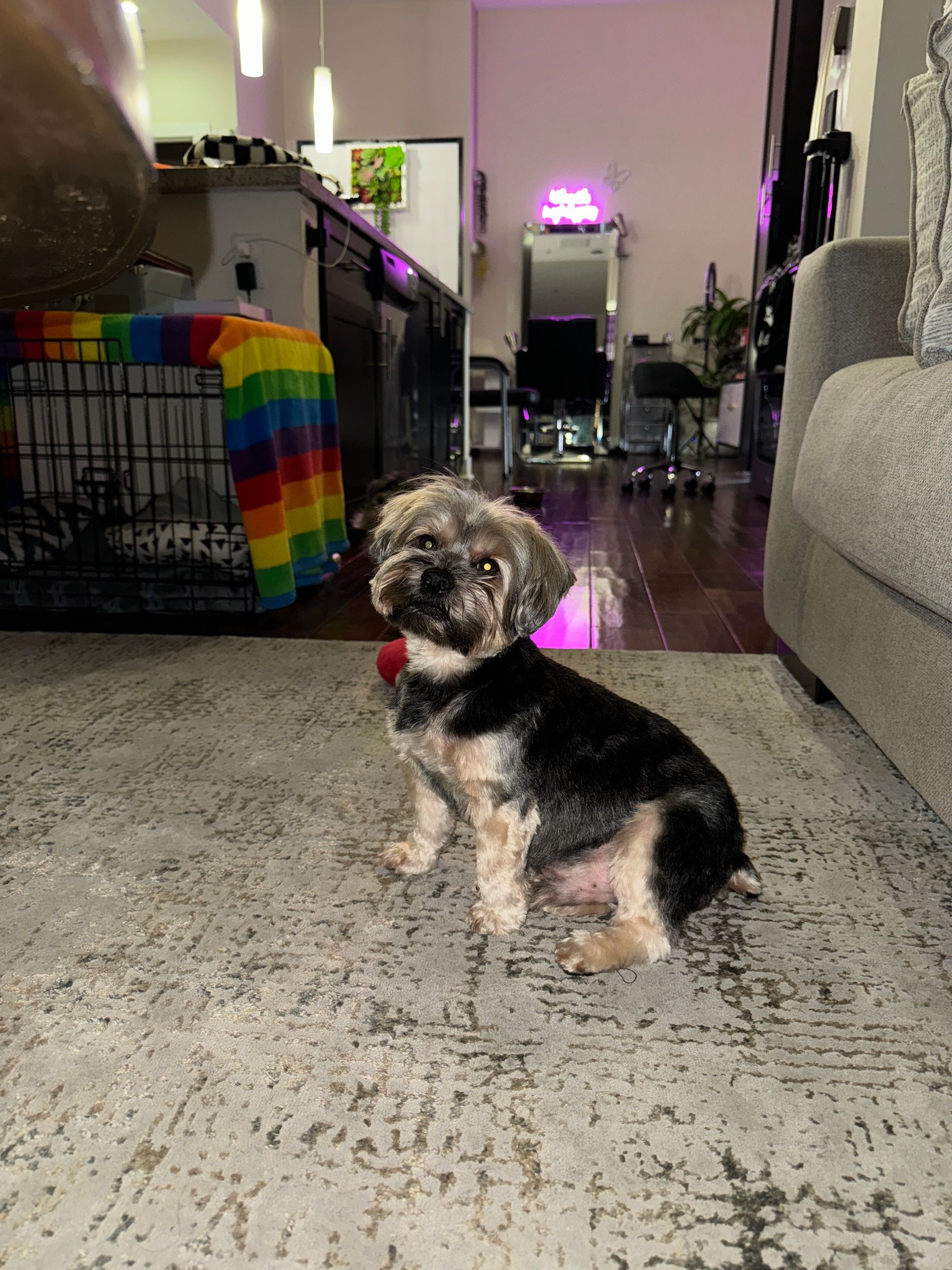 Small dog with black and tan fur sits on a gray rug, wearing a red collar; interior.