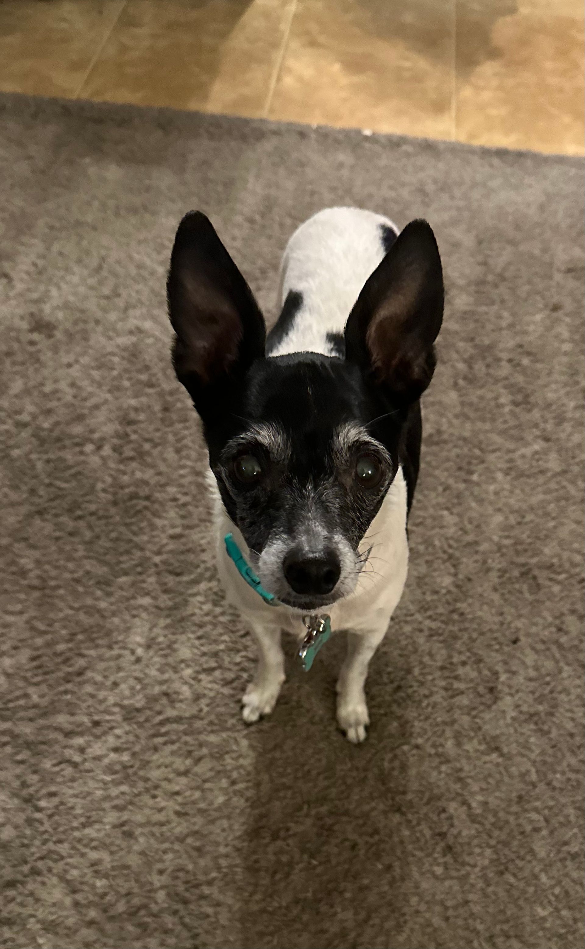 Small black and white dog looking up, wearing a teal collar on a gray carpet.
