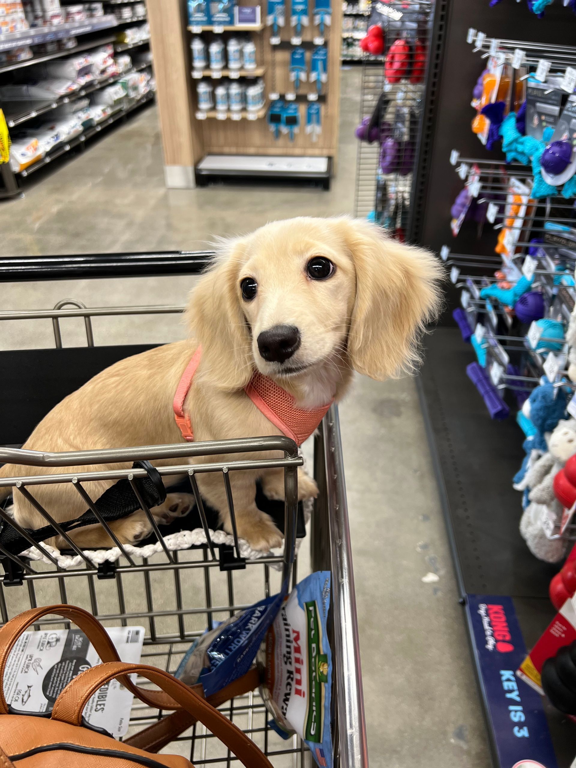 Blonde Dachshund puppy in a shopping cart at a pet store, wearing a pink harness.