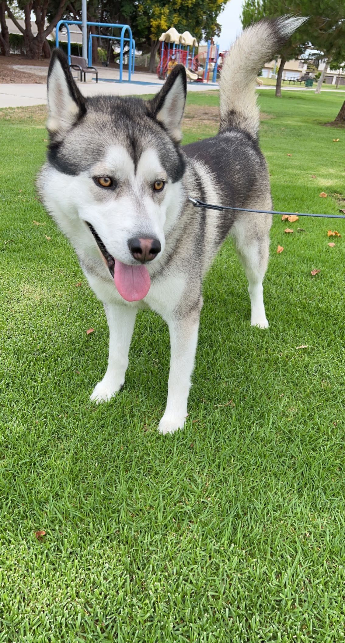 Husky dog in a park, gray and white fur, tongue out, standing on green grass.
