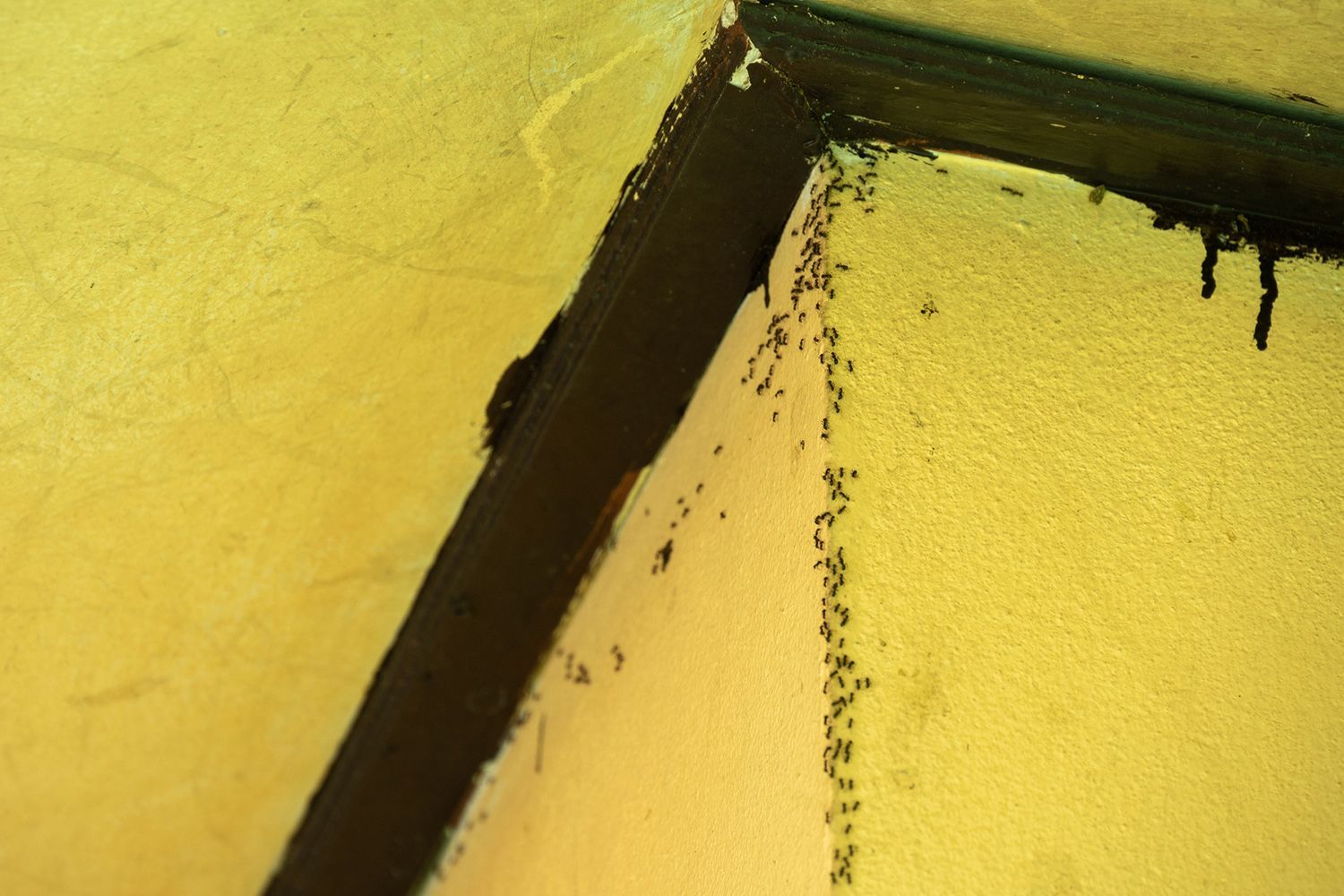 Pest Control Lincoln, NE Arrow Pest Control Inc