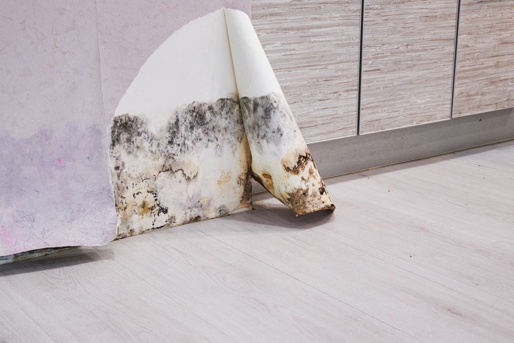 A piece of foam with mold on it is sitting on the floor next to a wall.