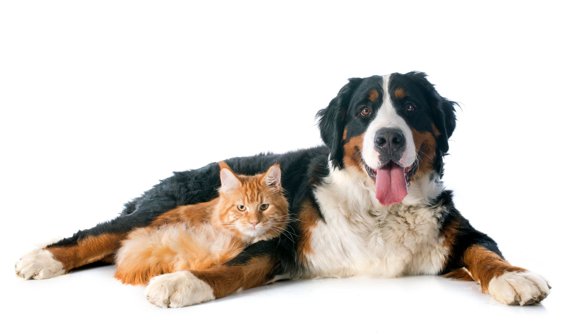 Bernese Moutain Dog and Cat — Kapolei, HI — Kapolei Pet Hospital
