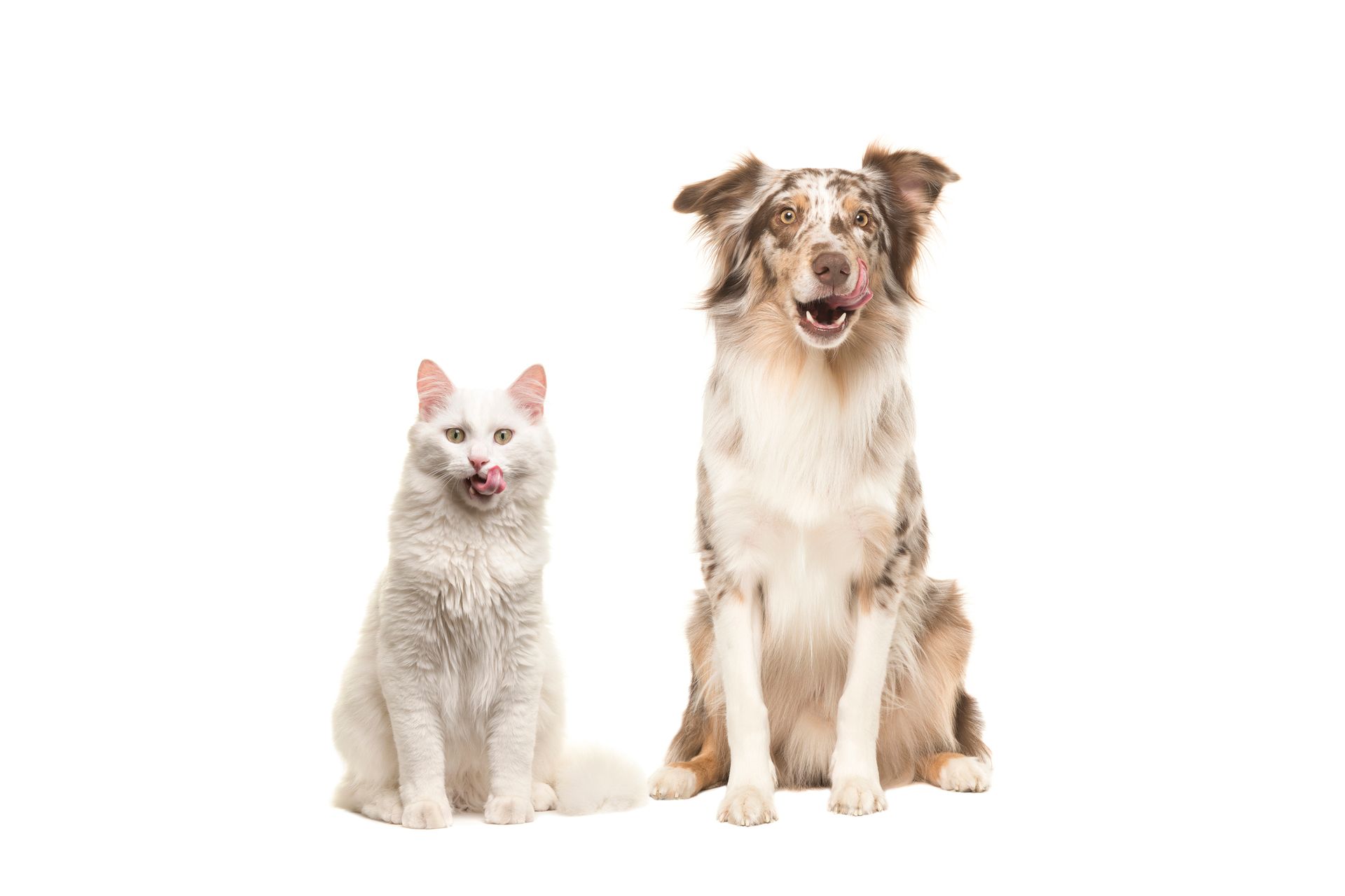 Cat and Dog Licking their Lips — Kapolei, HI — Kapolei Pet Hospital