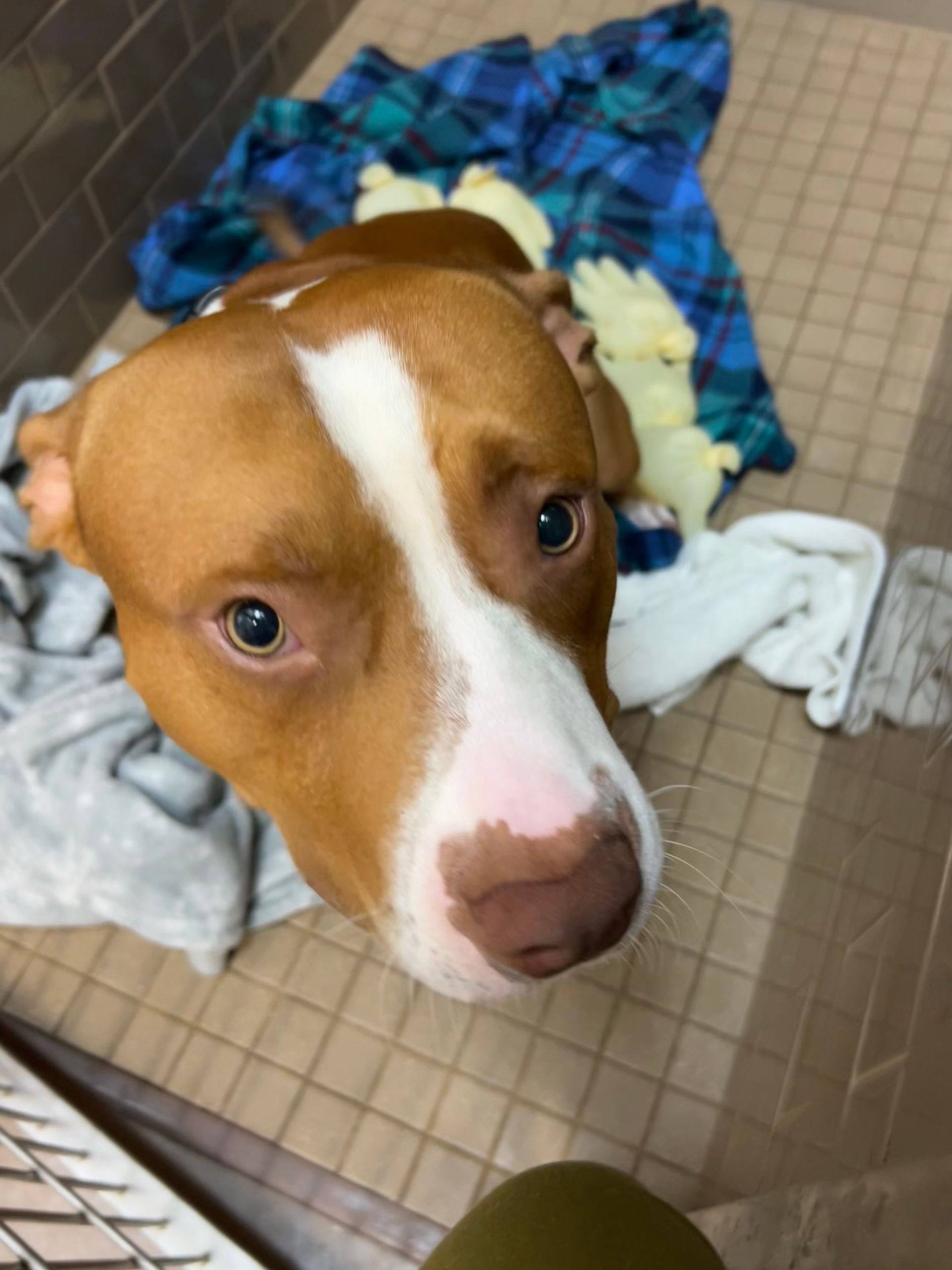 Carrying the Dog — Kapolei, HI — Kapolei Pet Hospital