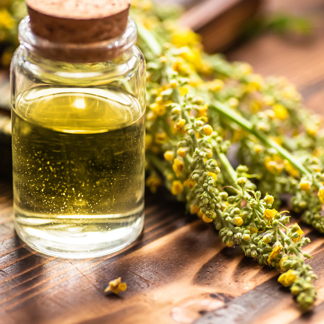 The Magical Uses of Mullein Leaf