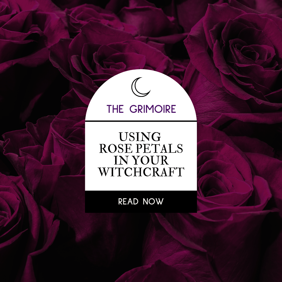 Using rose petals in your witchcraft read now