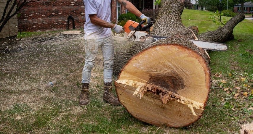 An image of Tree Removal in Winter Haven FL