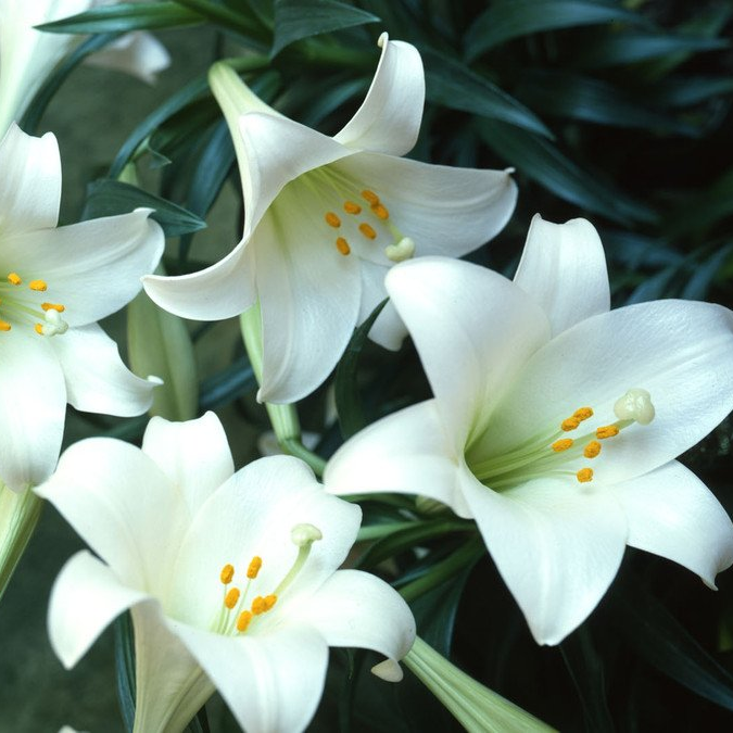 Personalise your floral tribute