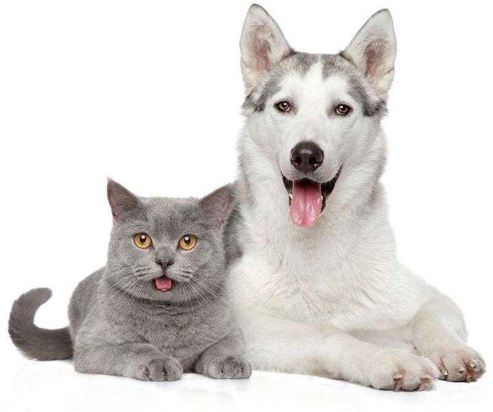 Un perro husky y un gato gris están acostados uno al lado del otro sobre un fondo blanco.