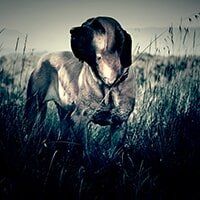 Bloodhound Investigations