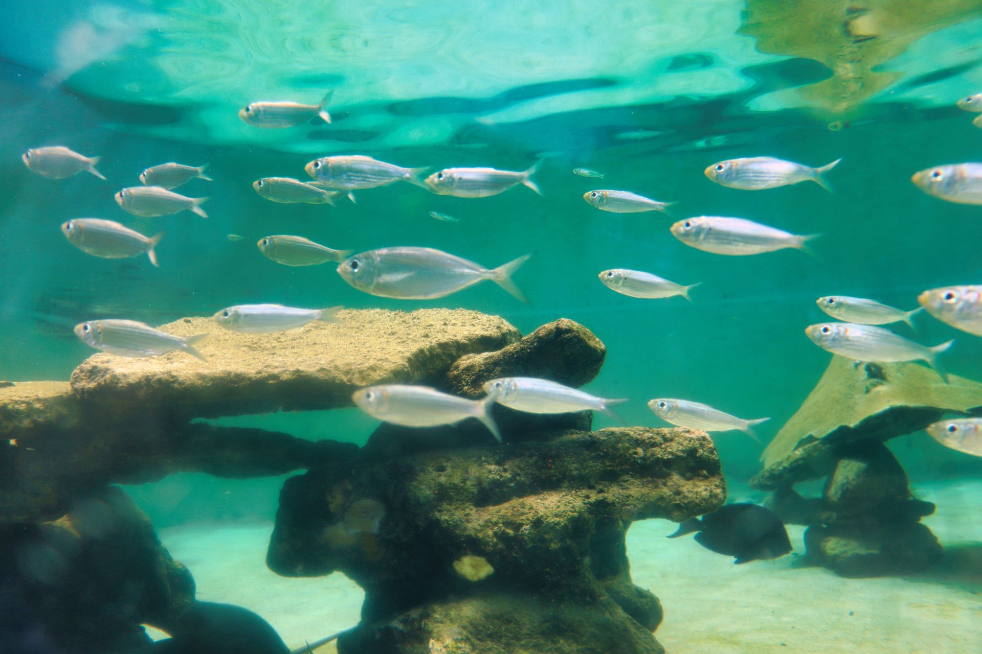 School of small, silver fish swimming in turquoise water near submerged rock formations.