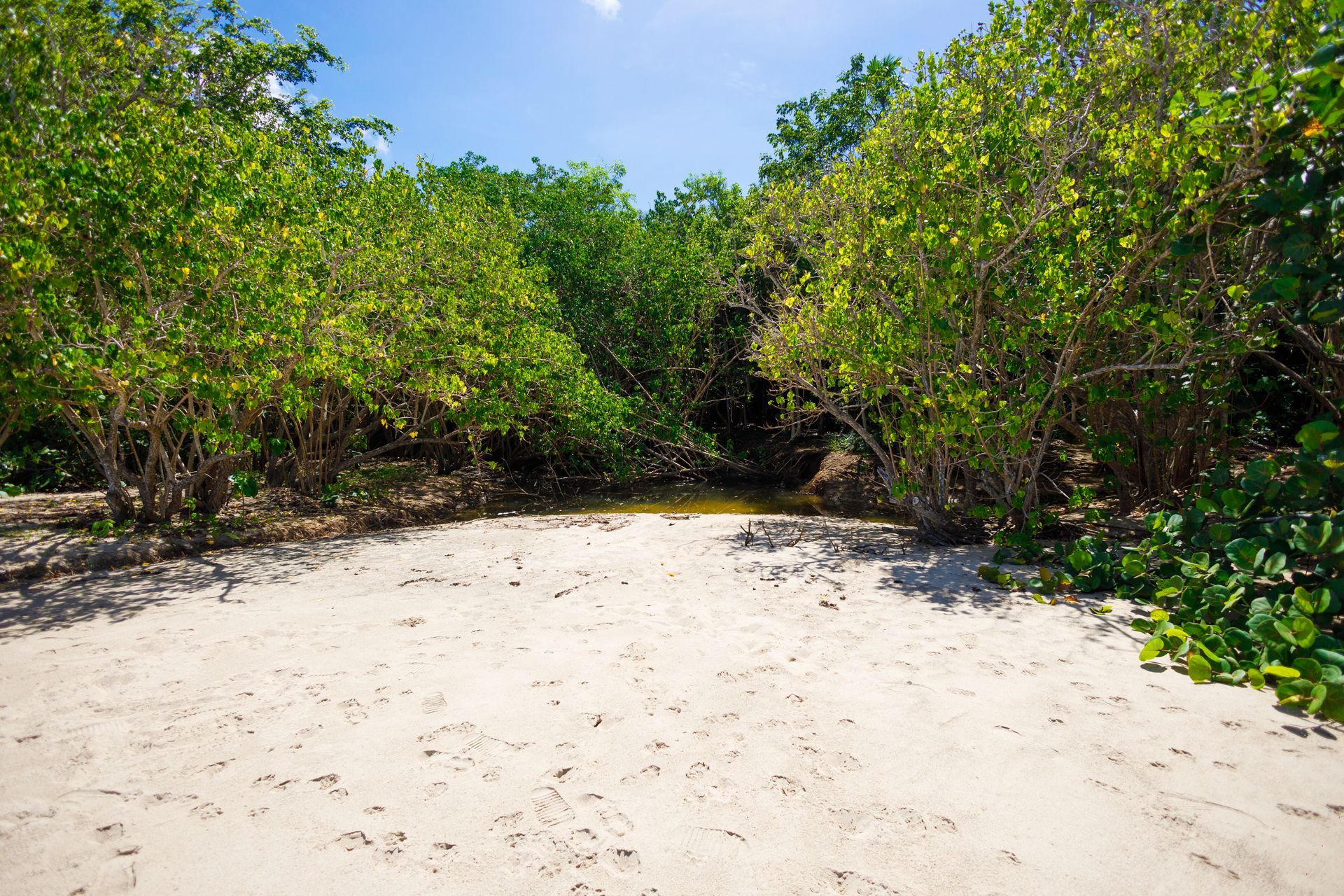 Sandy beach opening into lush green foliage under a blue sky.
