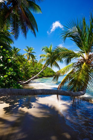 Palm trees lean over a sandy beach, turquoise water, and a bright blue sky.