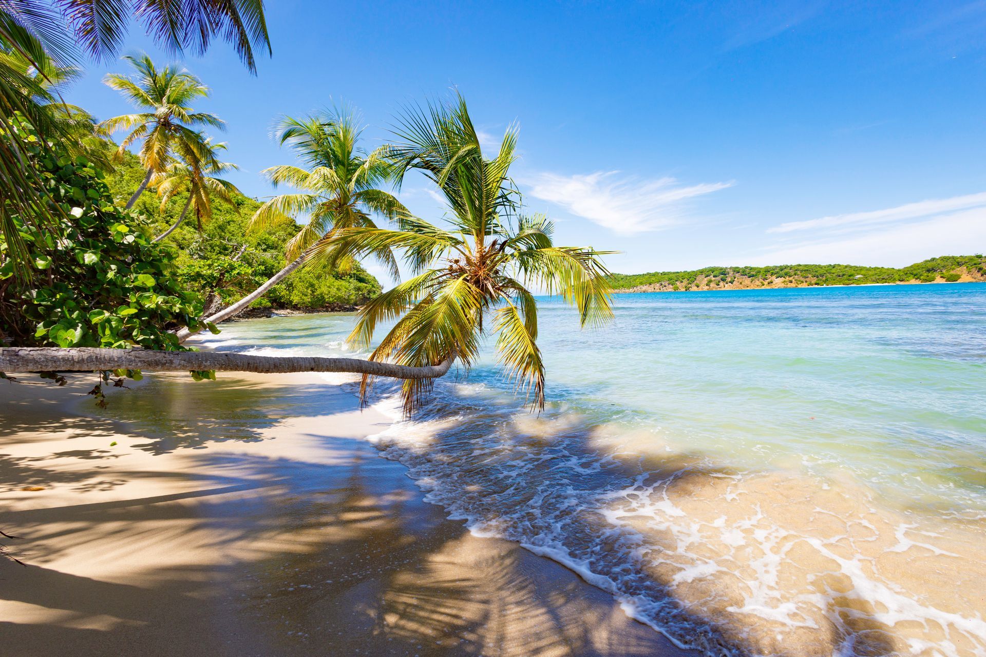 Palm trees lean over a sandy beach, turquoise water, sunny day.