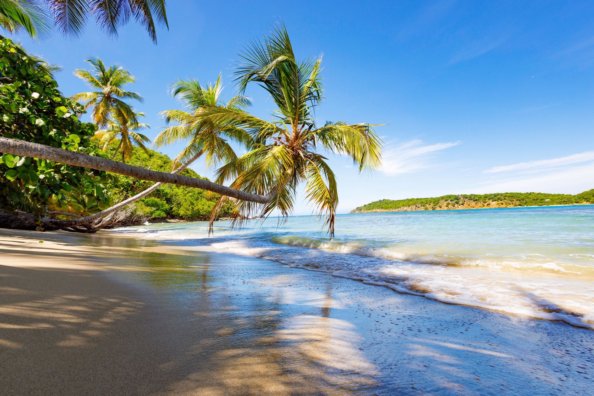Palm trees on a sandy beach; blue ocean and sky, bright sunlight.
