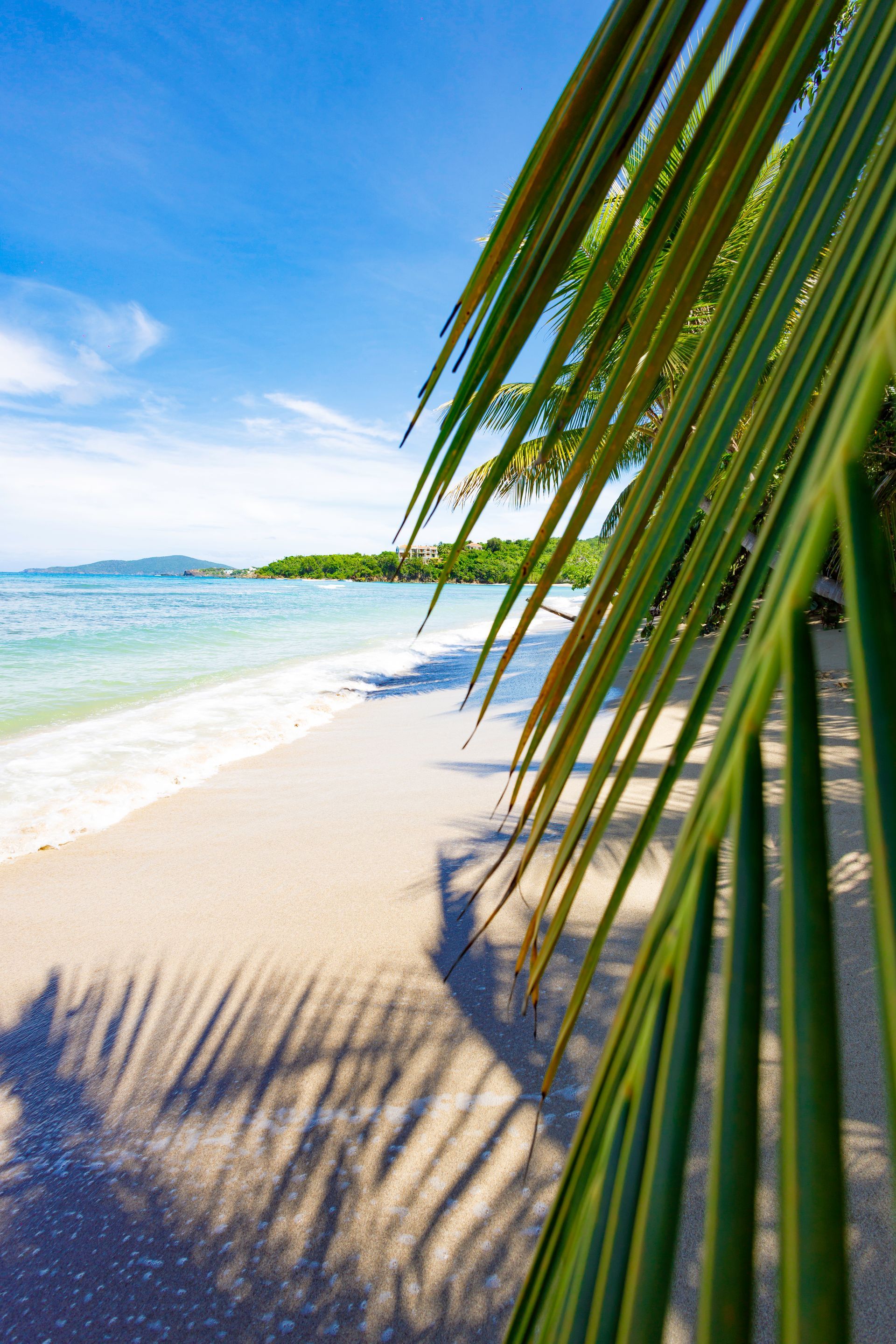 Sandy beach with turquoise water under a blue sky, palm leaves in the foreground casting shadows.