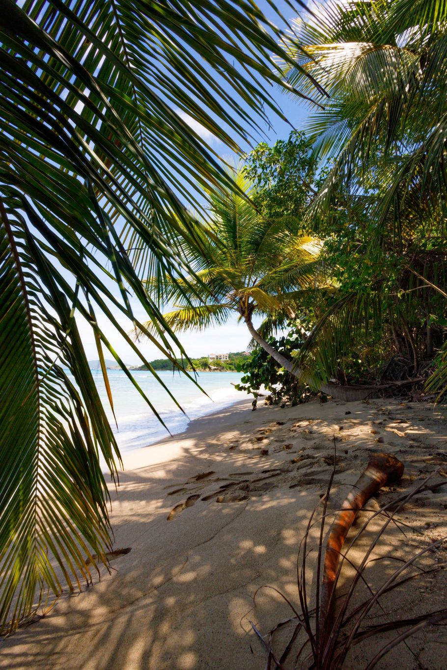 Sandy beach with palm fronds framing the ocean view. Sunny day, with green trees and blue sky visible.