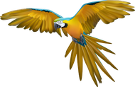Blue-and-gold macaw in flight, wings spread, yellow and blue feathers.
