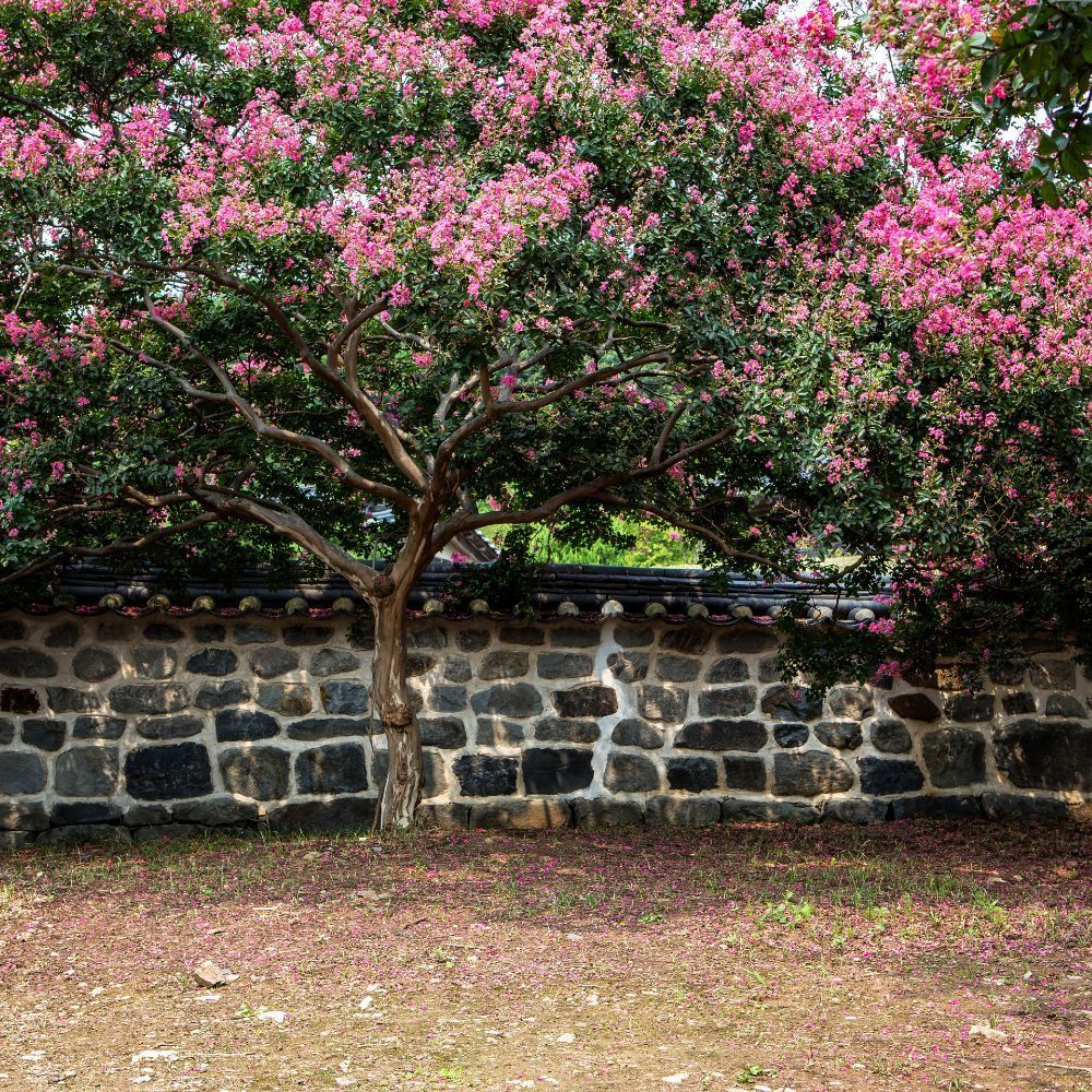 Pink flowering tree over a stone wall in an outdoor setting.