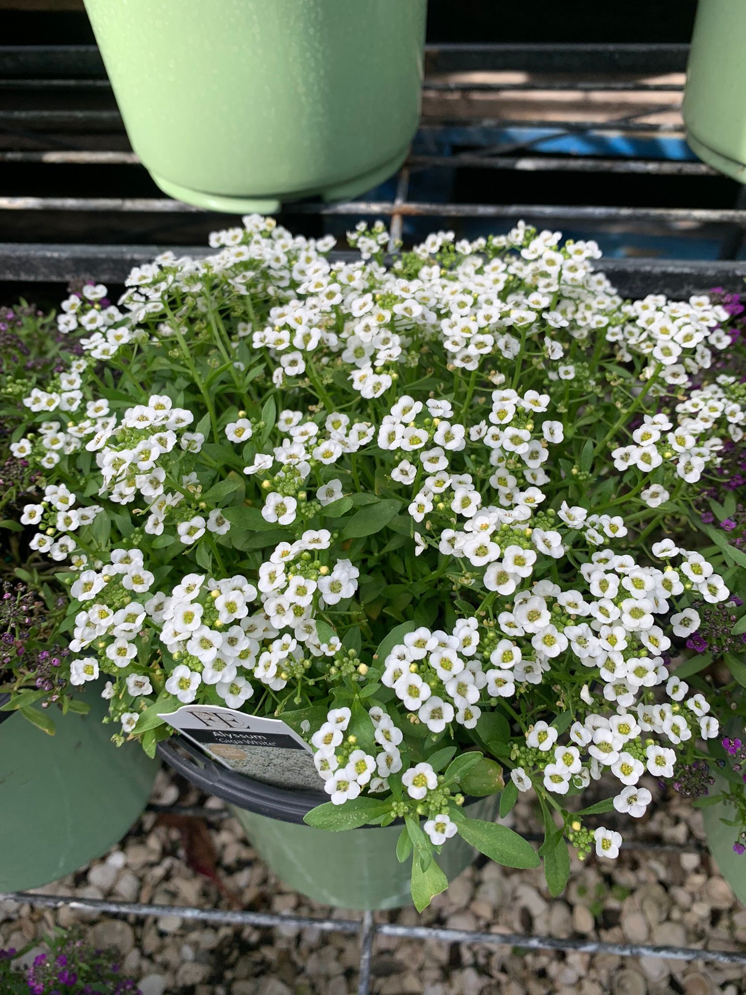 Plants | Wesley Chapel, FL