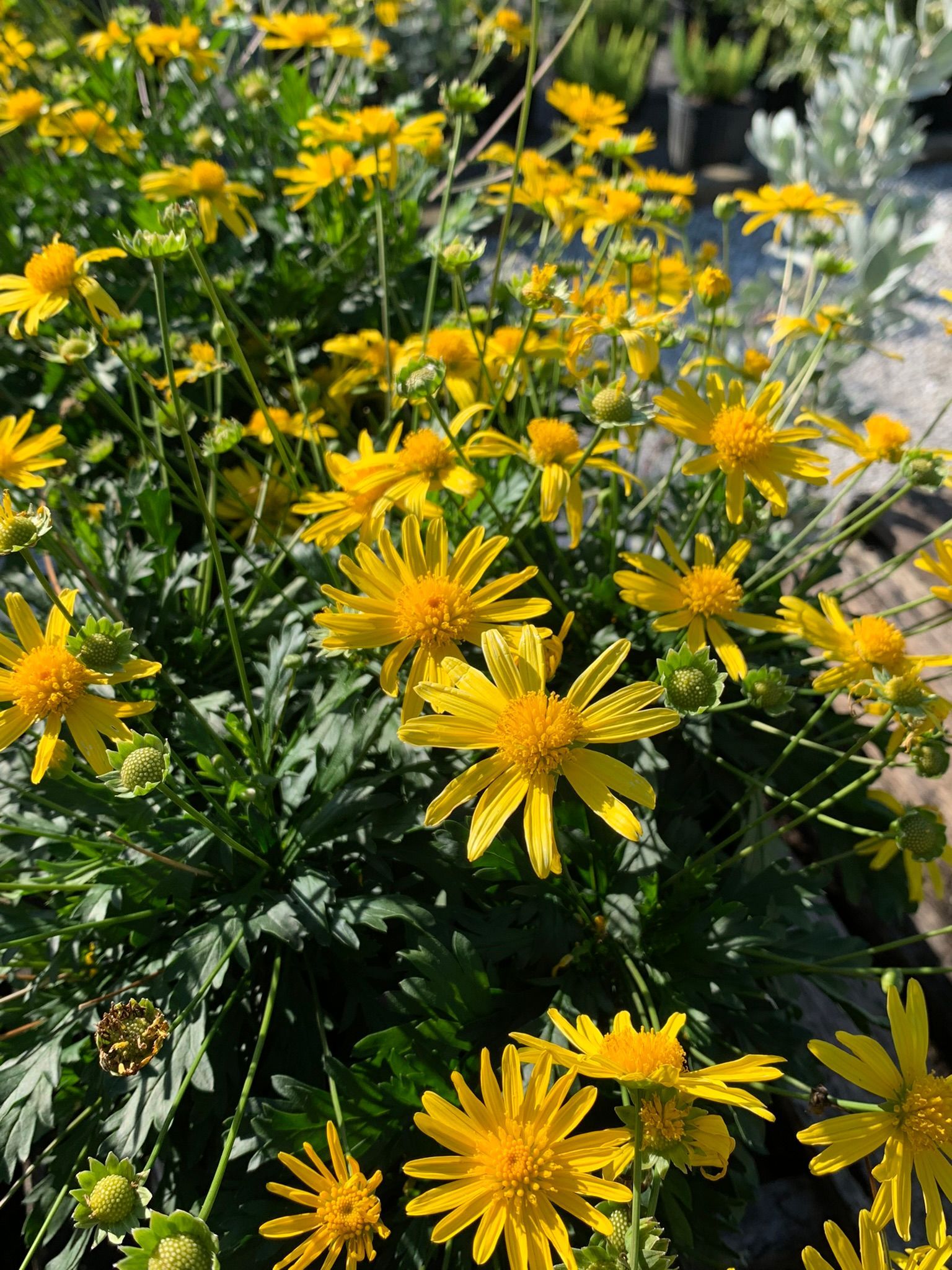 Plants | Wesley Chapel, FL
