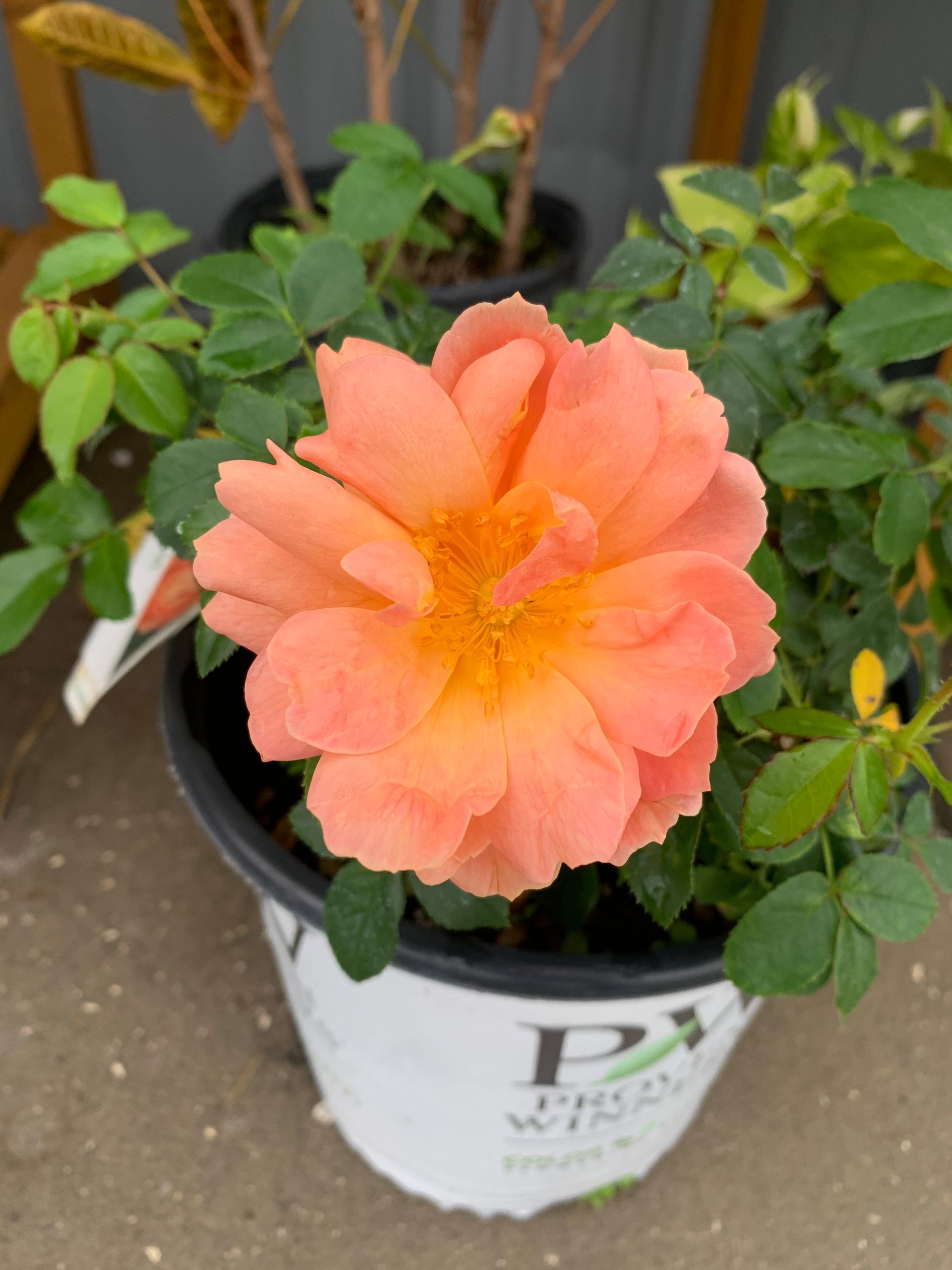 Plants | Wesley Chapel, FL