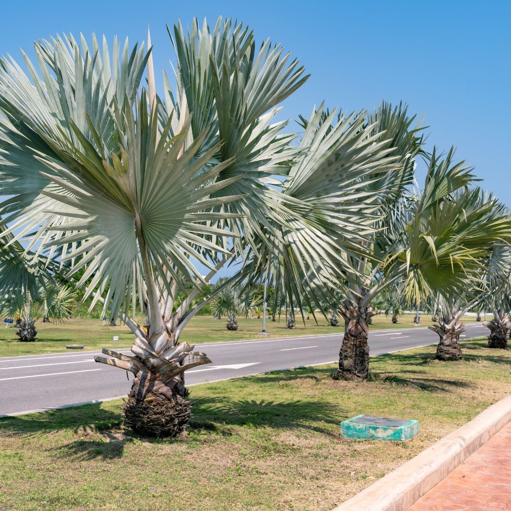 Palm trees line a road under a clear blue sky.