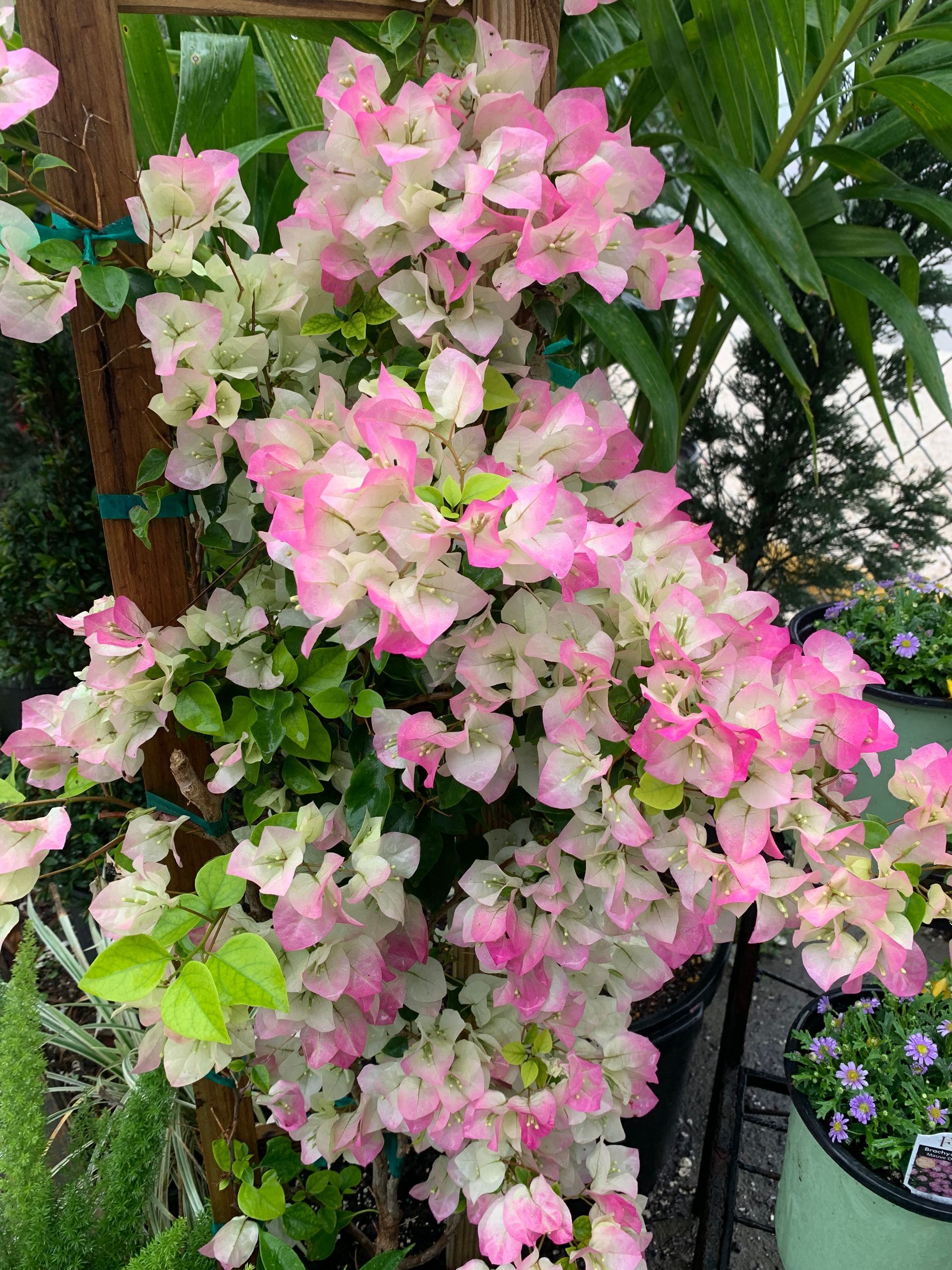 Plants | Wesley Chapel, FL