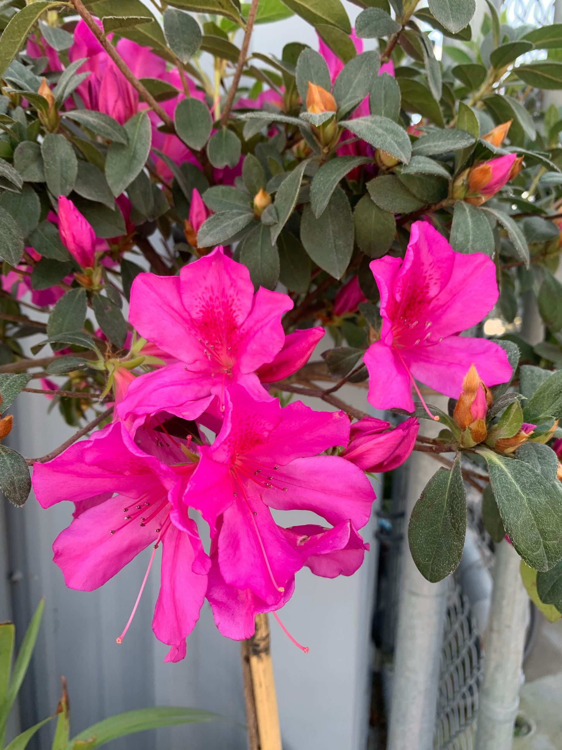 Plants | Wesley Chapel, FL