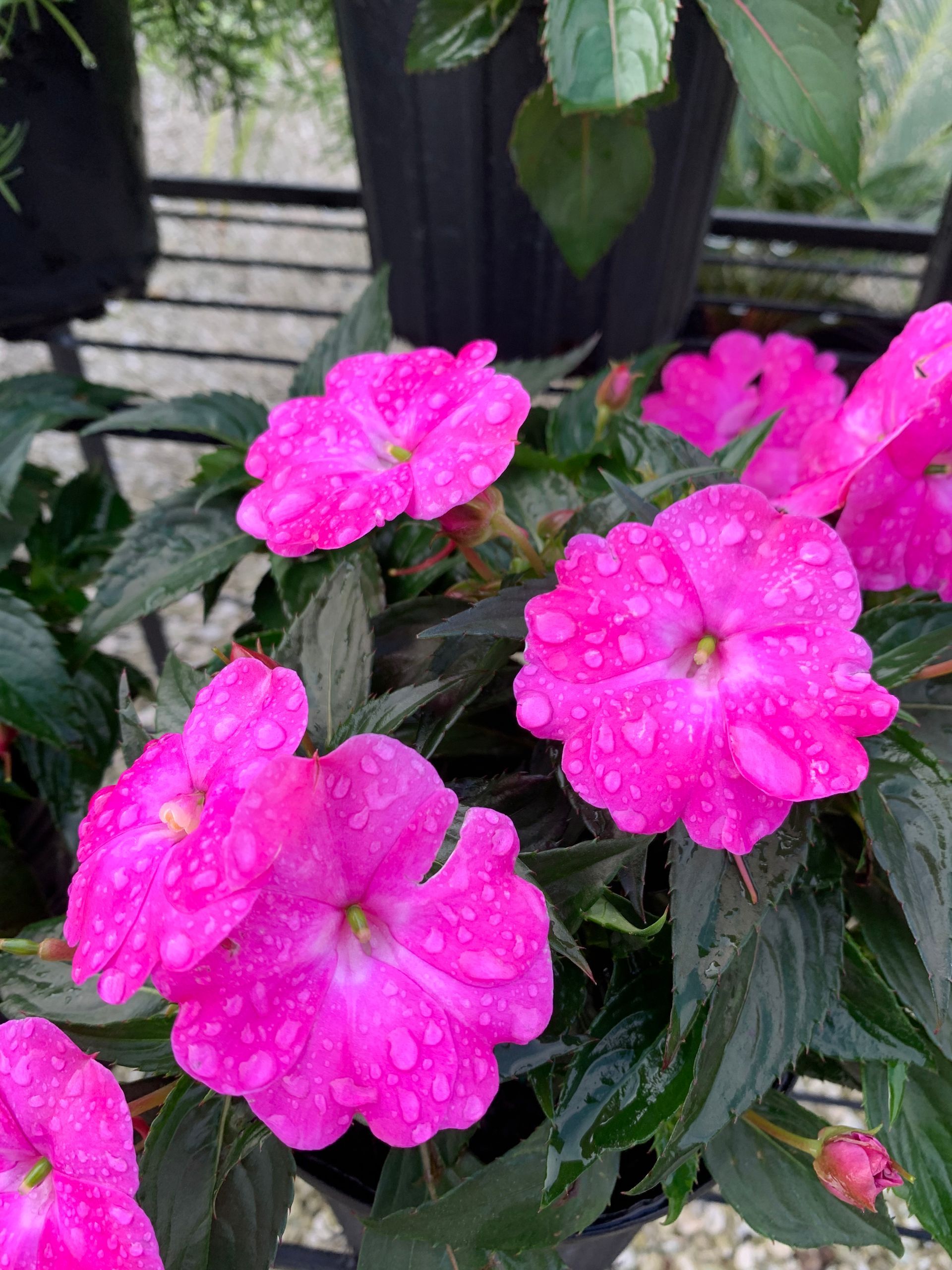 Plants | Wesley Chapel, FL