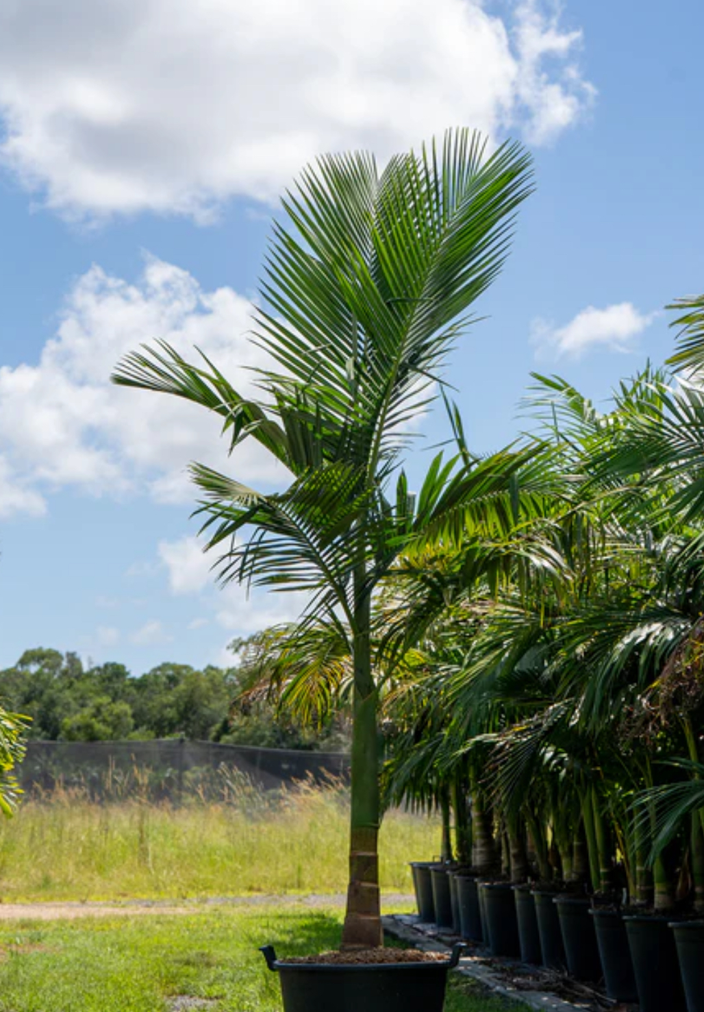 A tall green palm tree in a black pot, with other potted palms nearby under a cloudy blue sky.