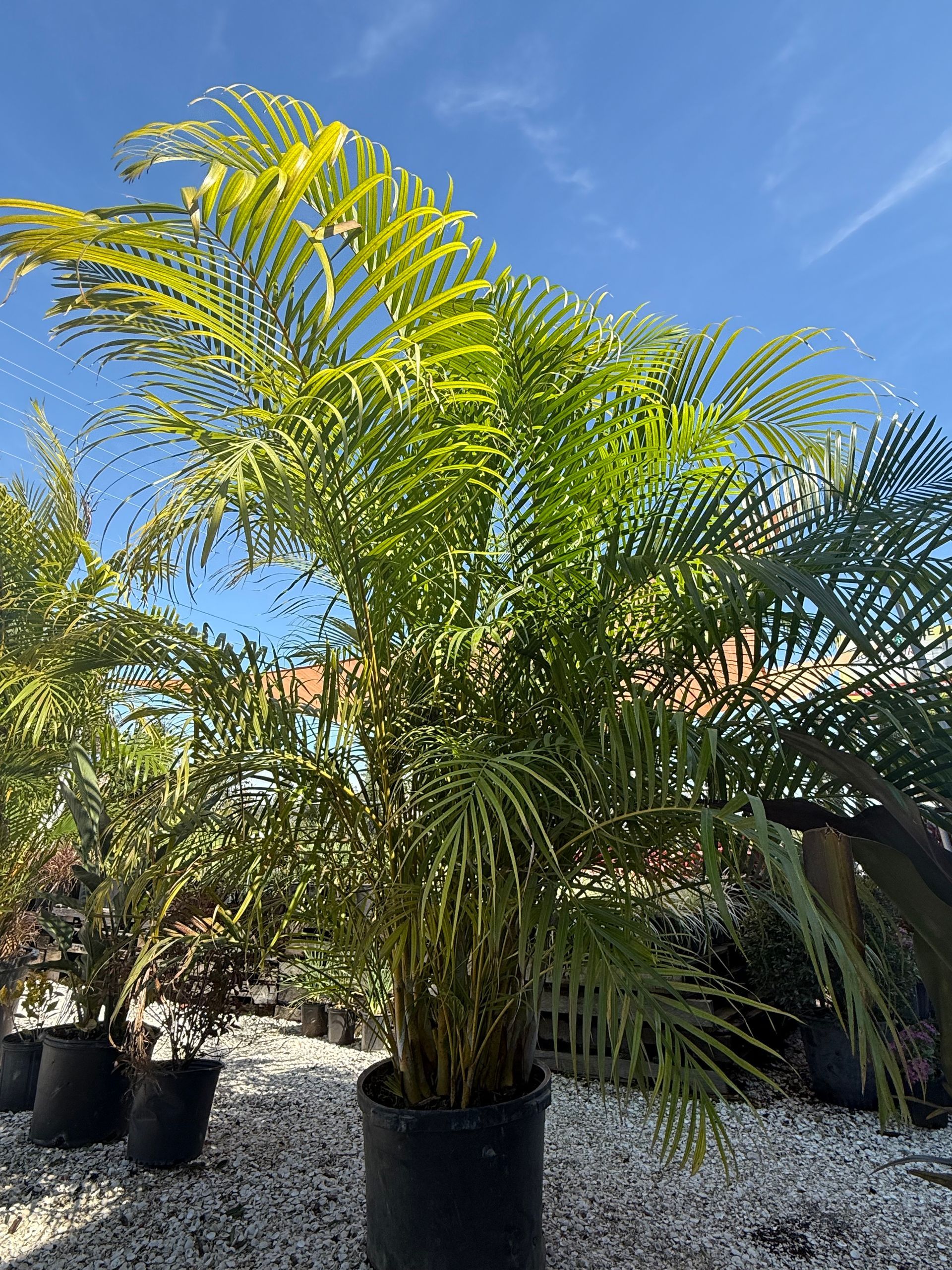 Palm tree with green fronds against a blue sky, in a black pot on white gravel.