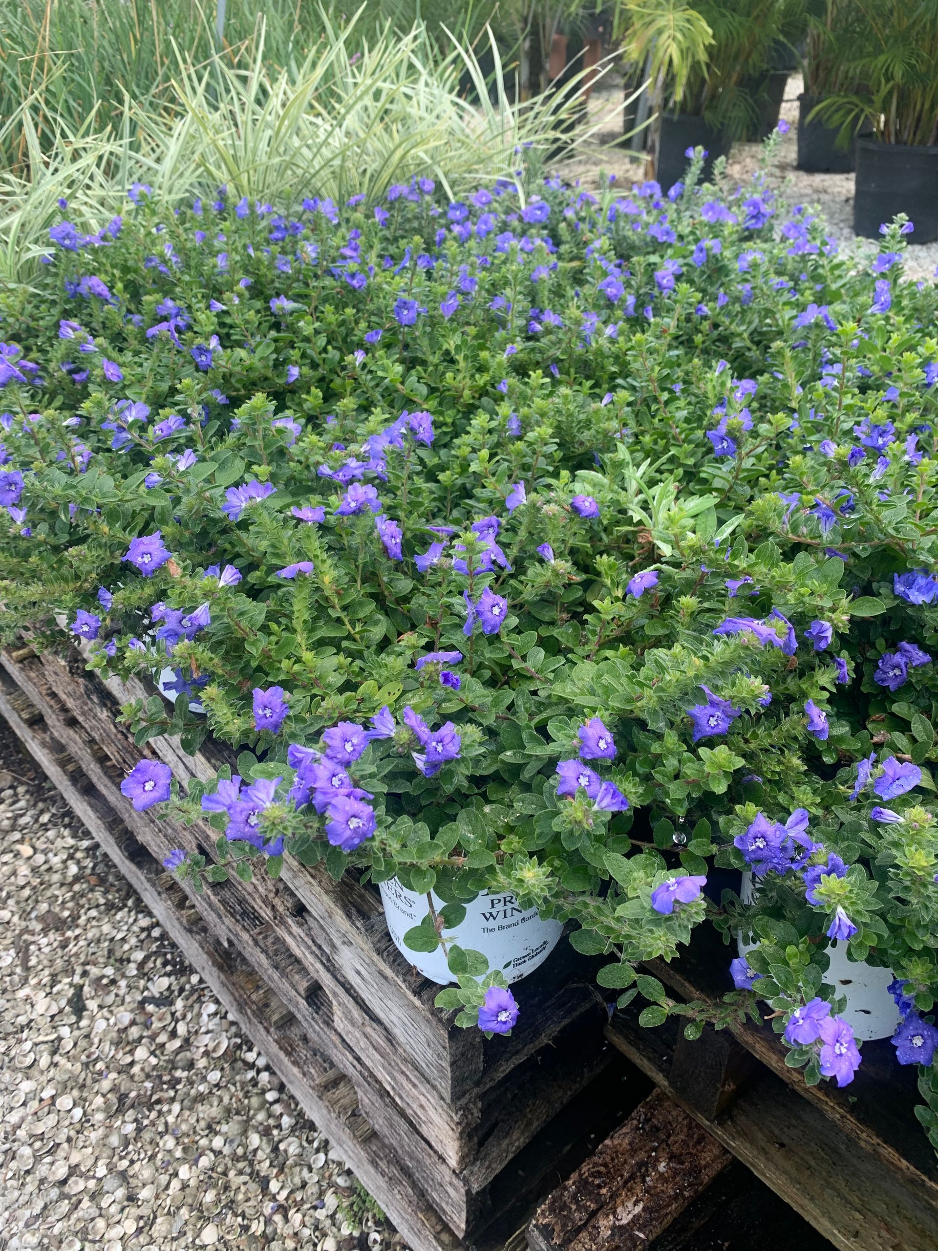 Blue Daze | Wesley Chapel, FL