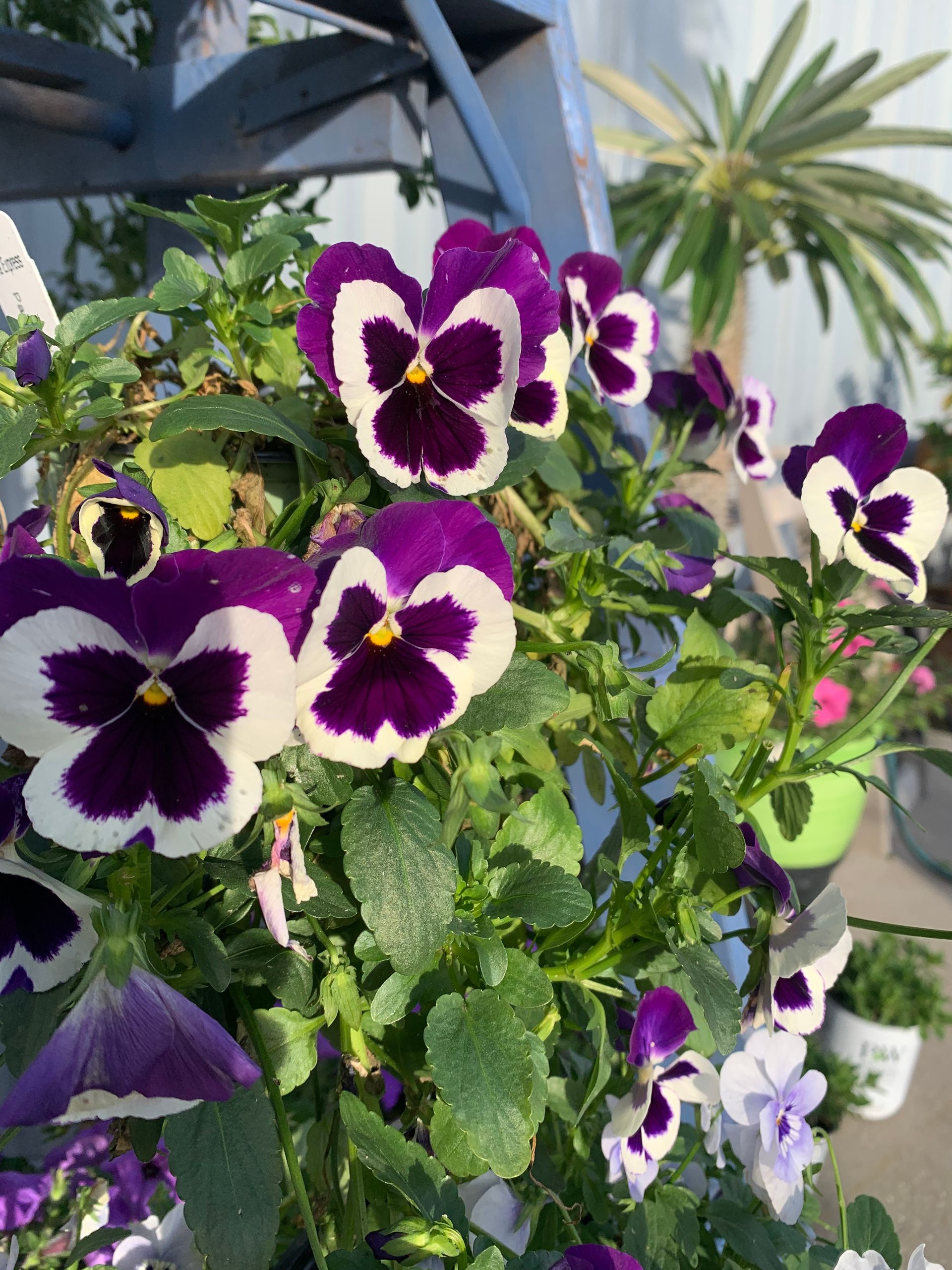 Pansies | Wesley Chapel, FL