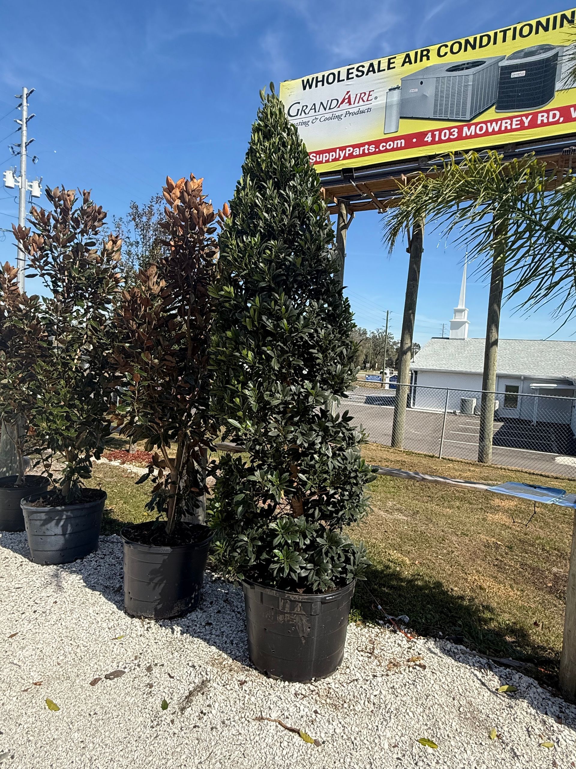 Potted trees in a row on gravel, under a blue sky. A billboard and a white building are visible in the background.