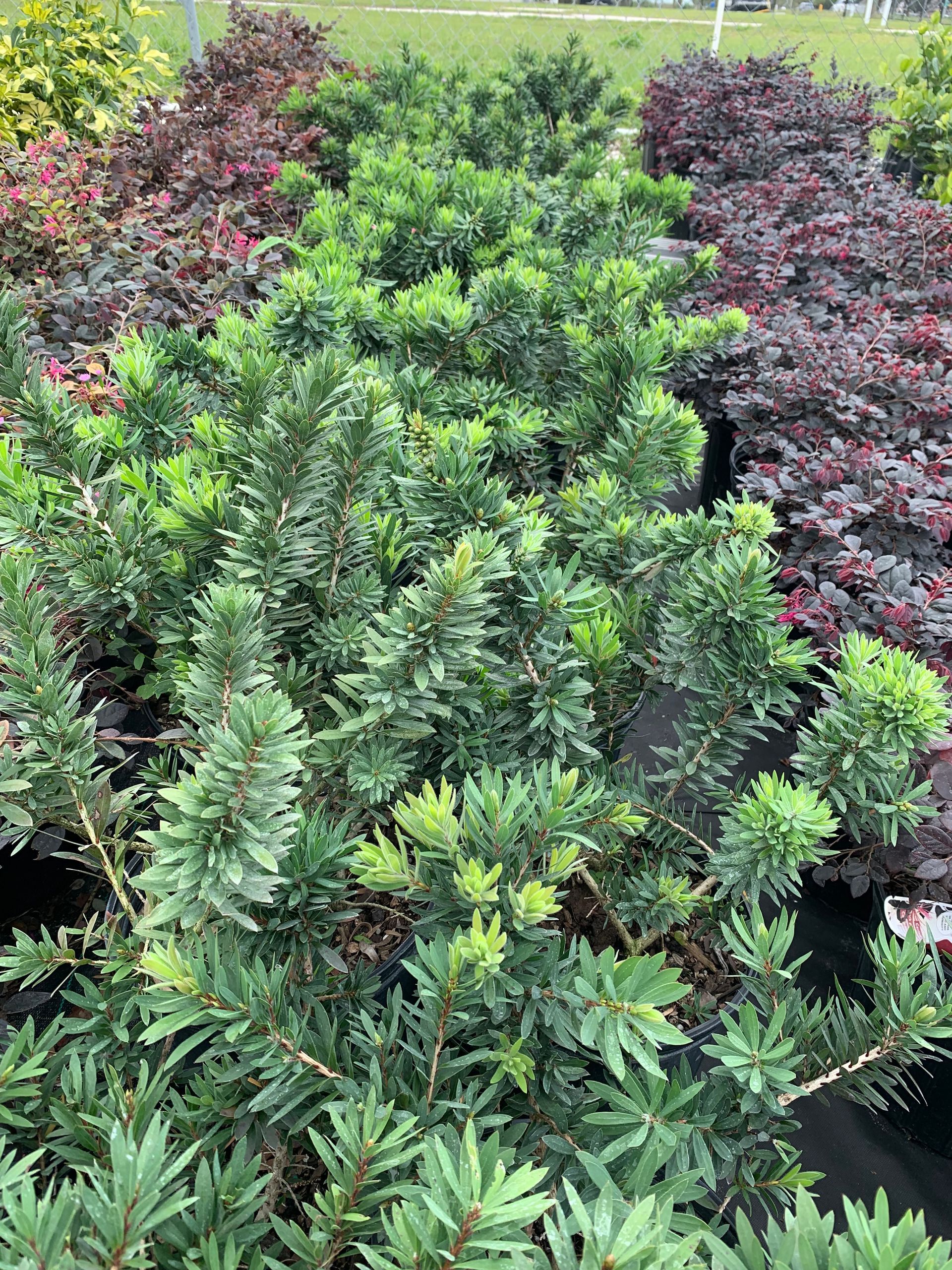 Plants | Wesley Chapel, FL