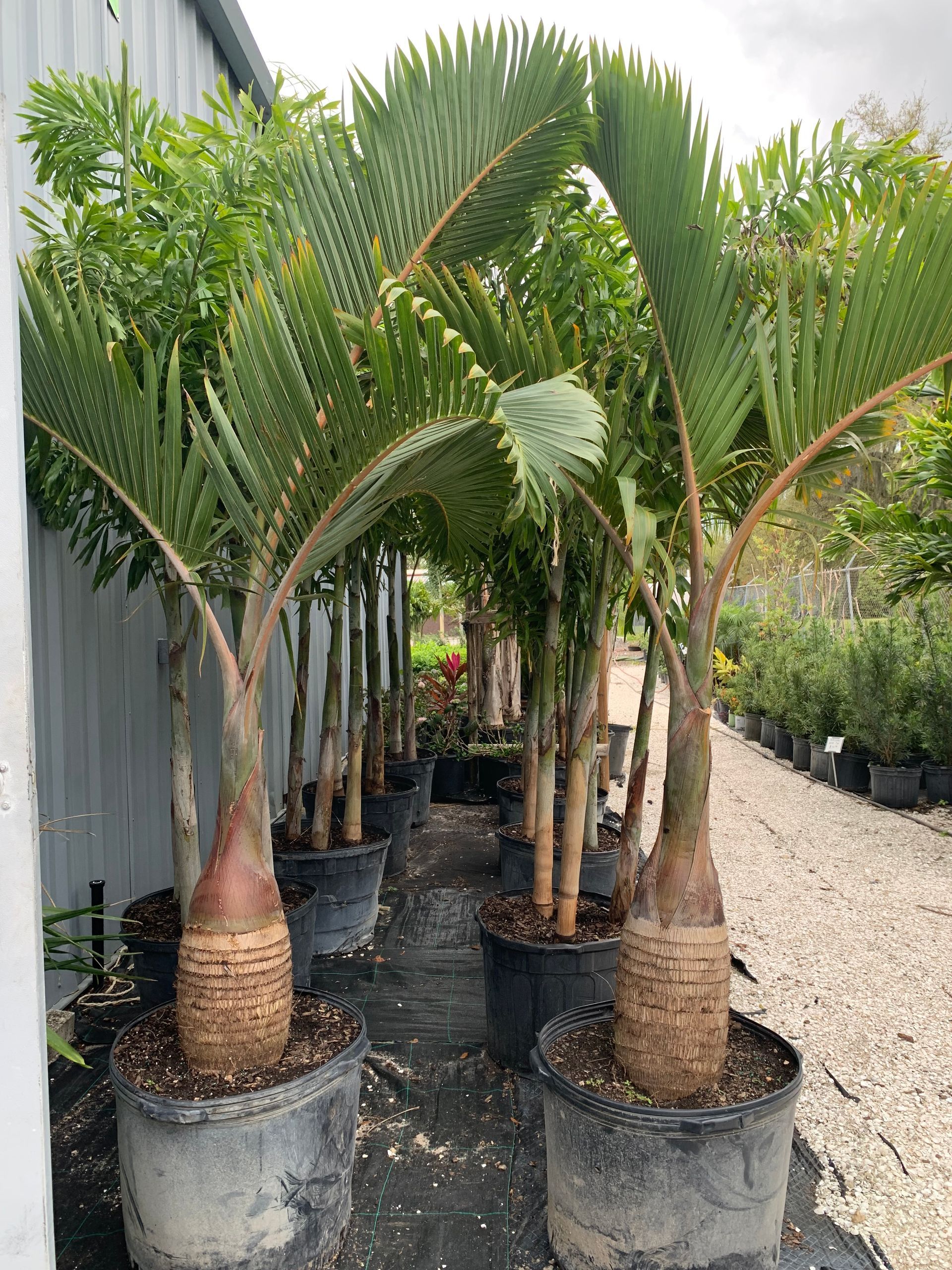 Palm trees | Wesley Chapel, FL