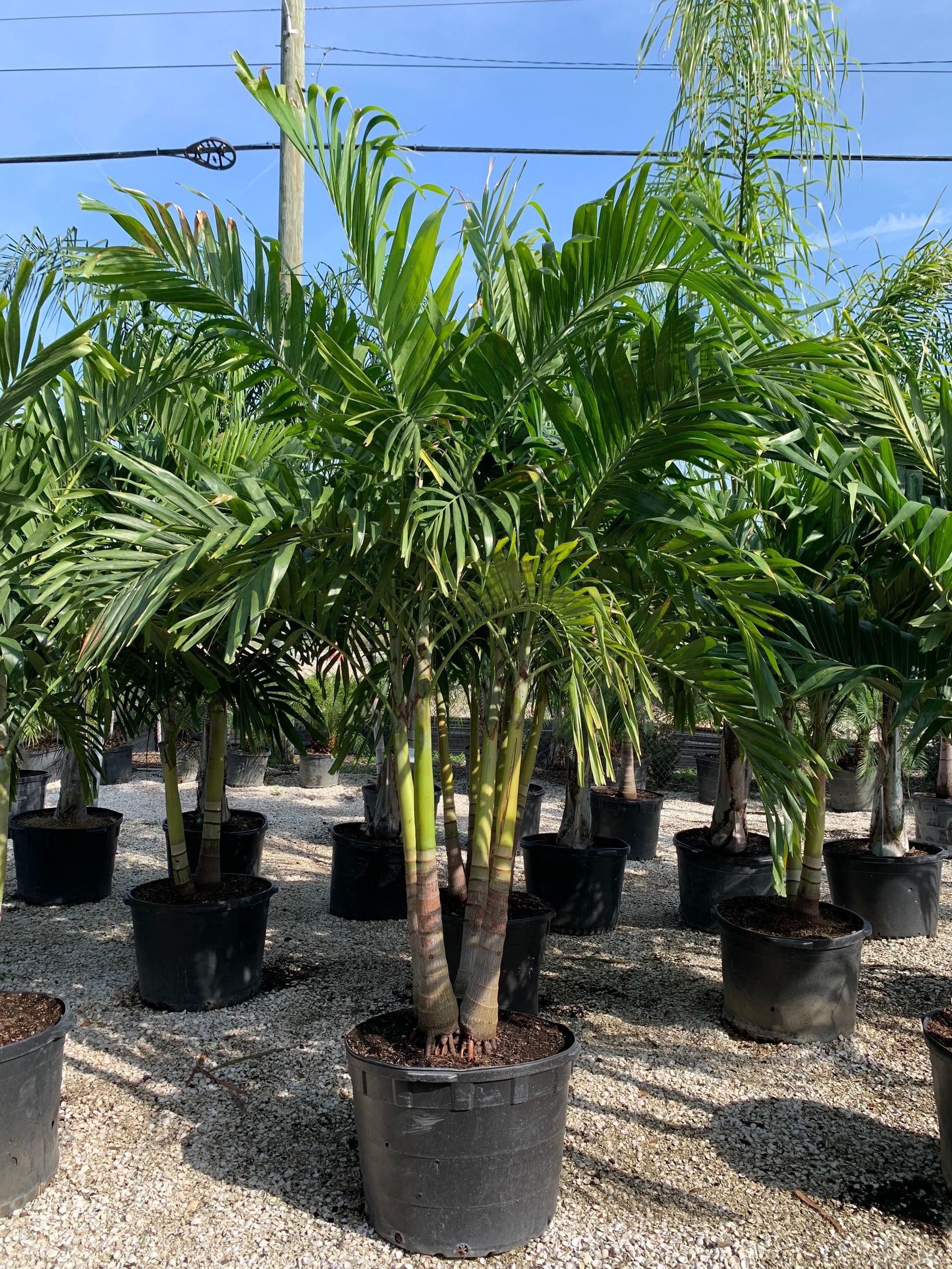 Palm trees | Wesley Chapel, FL
