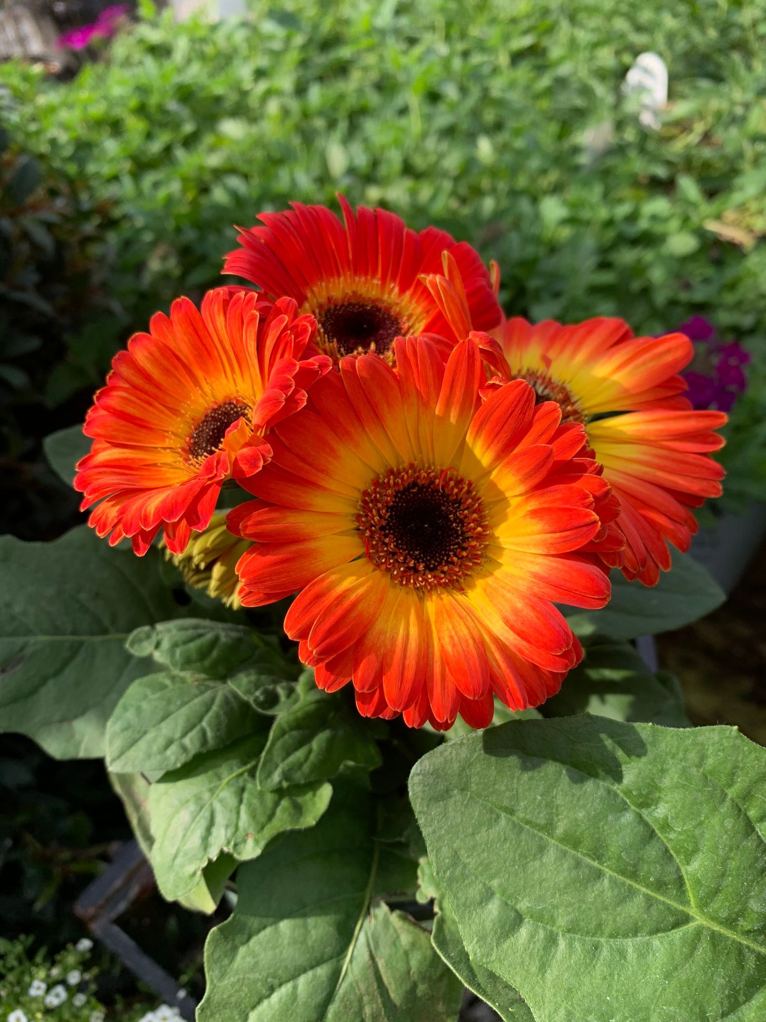 Flowers | Wesley Chapel, FL