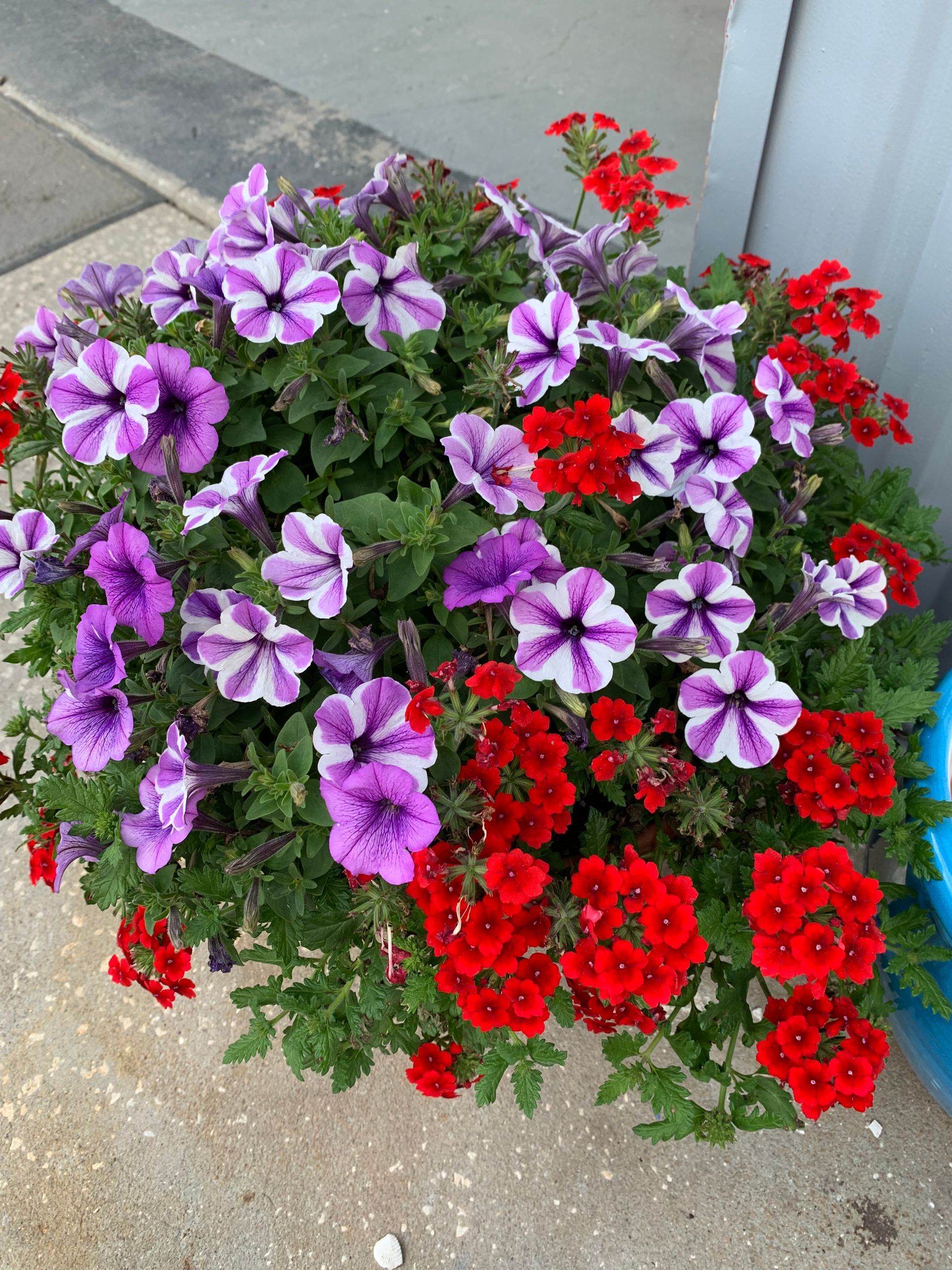 Plants | Wesley Chapel, FL