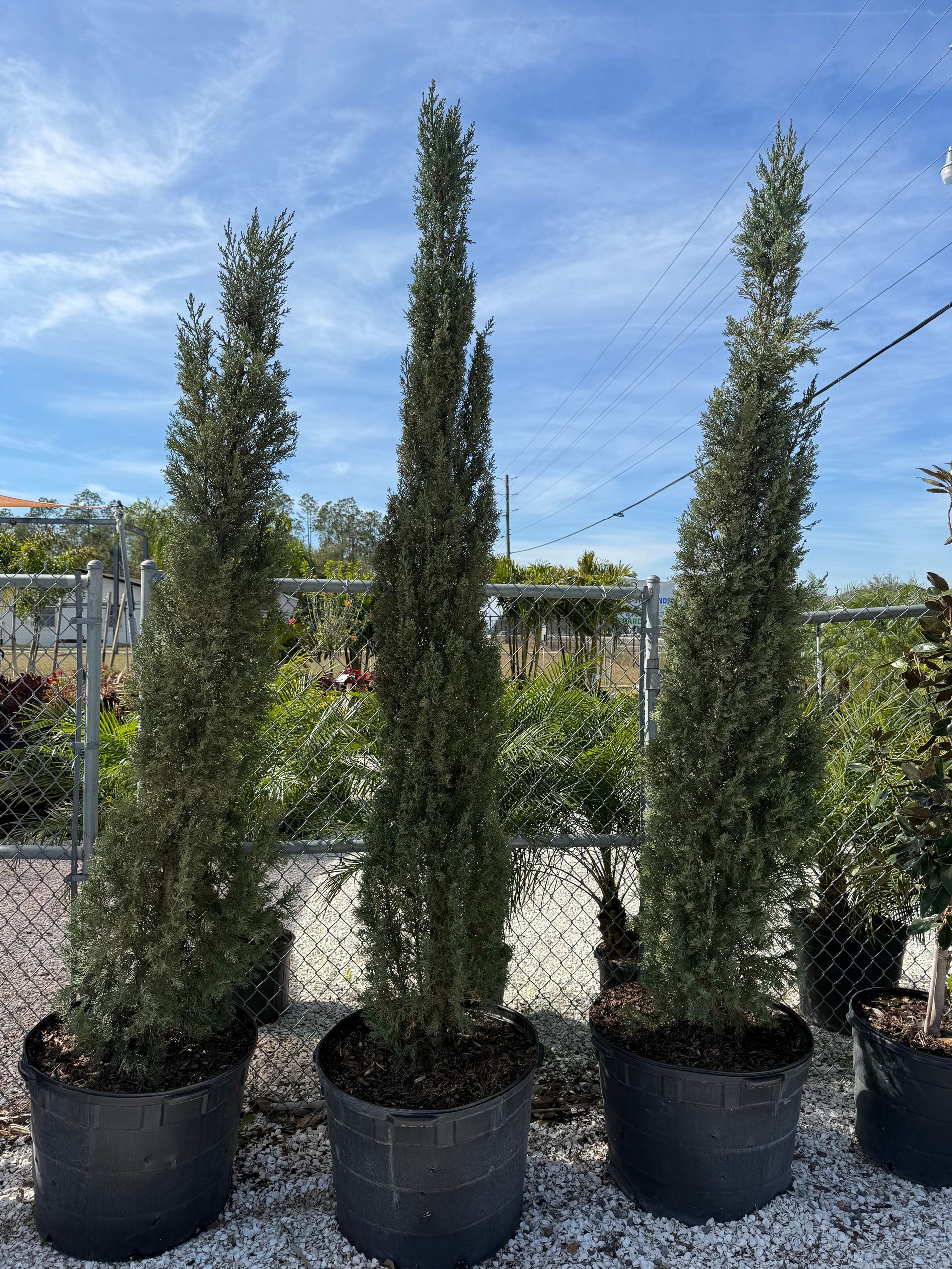 Three tall, slender, potted trees with vertical growth, against a bright blue sky.