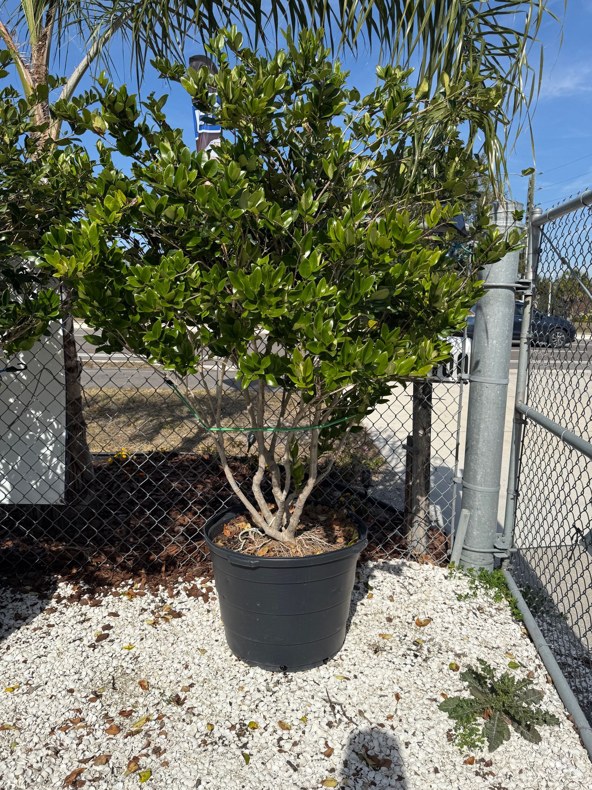 A potted green shrub sits on white gravel beside a chain-link fence on a sunny day.